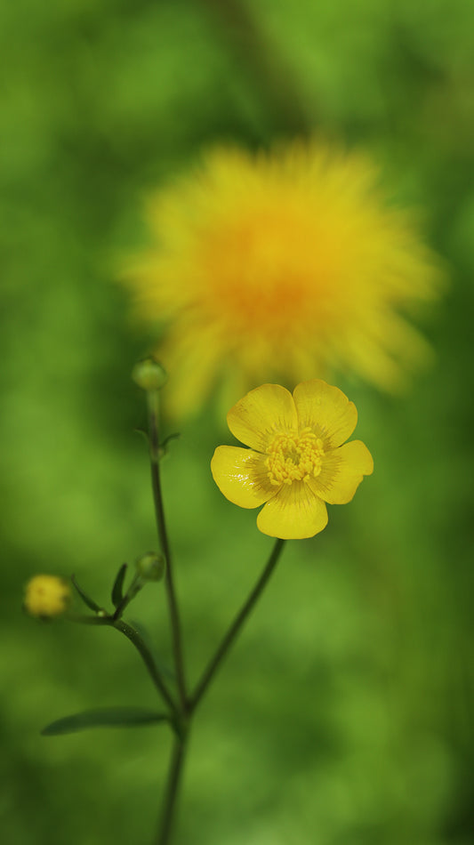 Nature