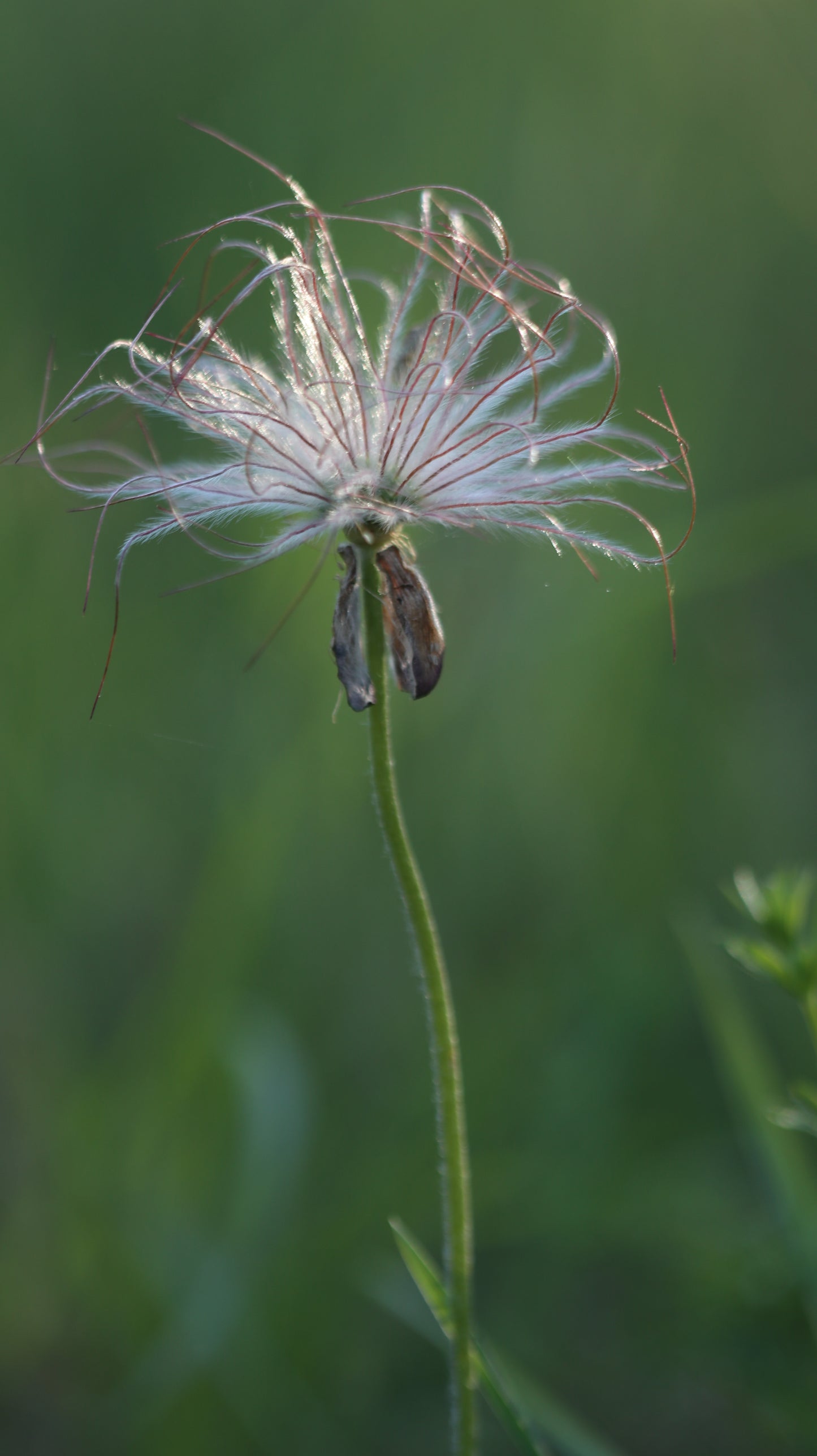 Šilagėlė Pulsatilla