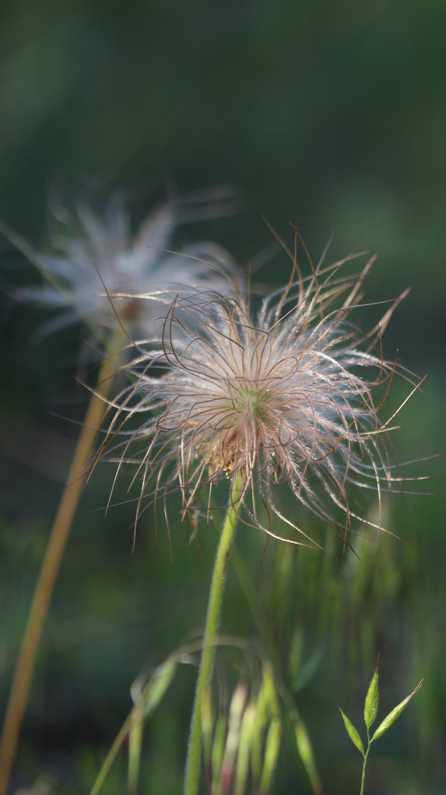Šilagėlė Pulsatilla