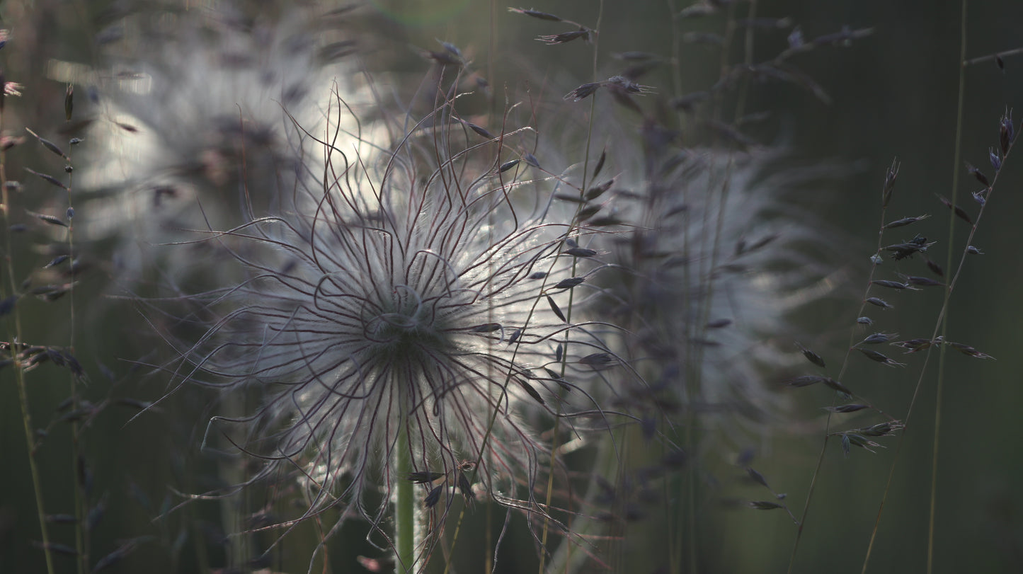 Šilagėlė Pulsatilla