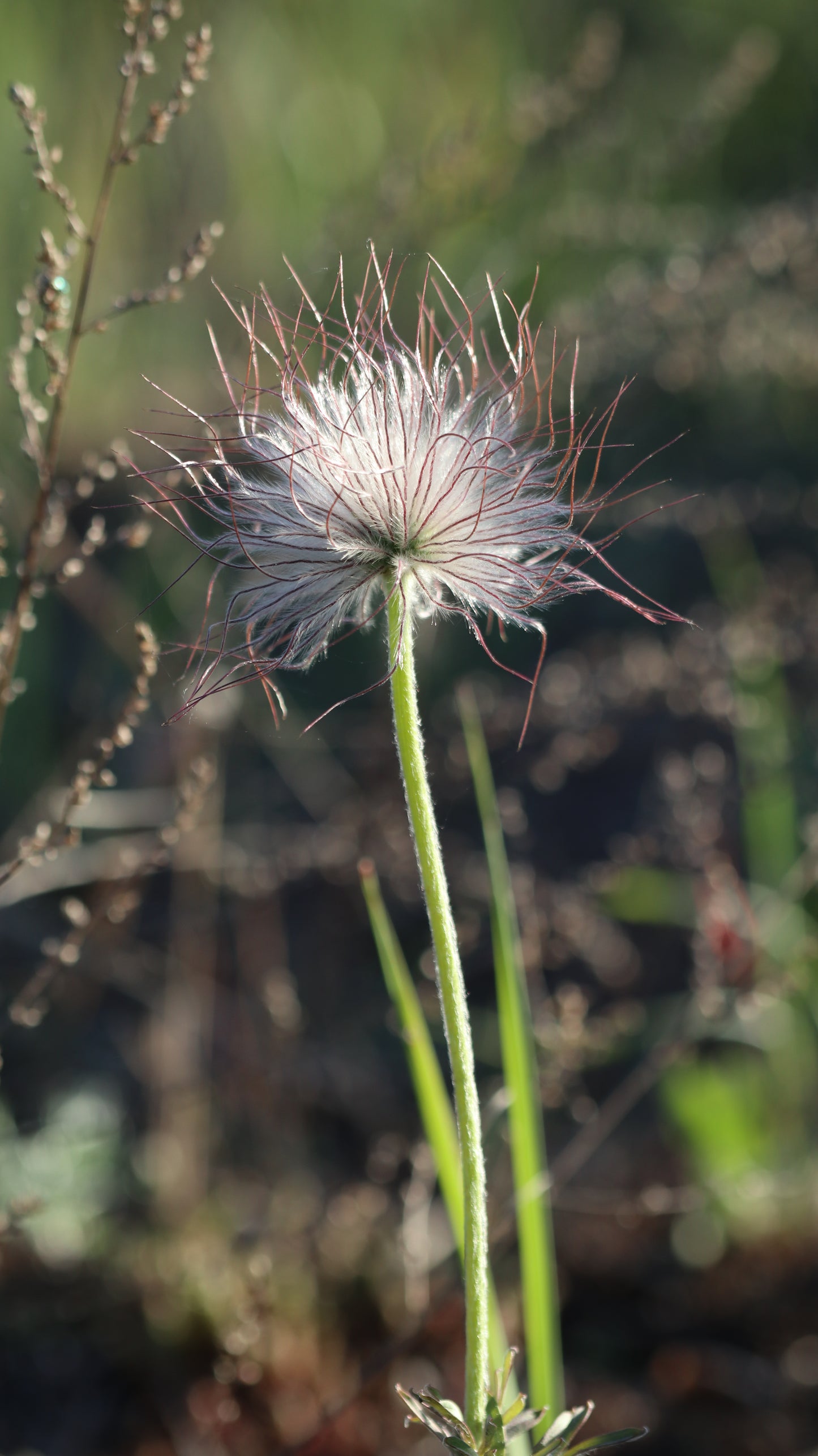 Šilagėlė Pulsatilla