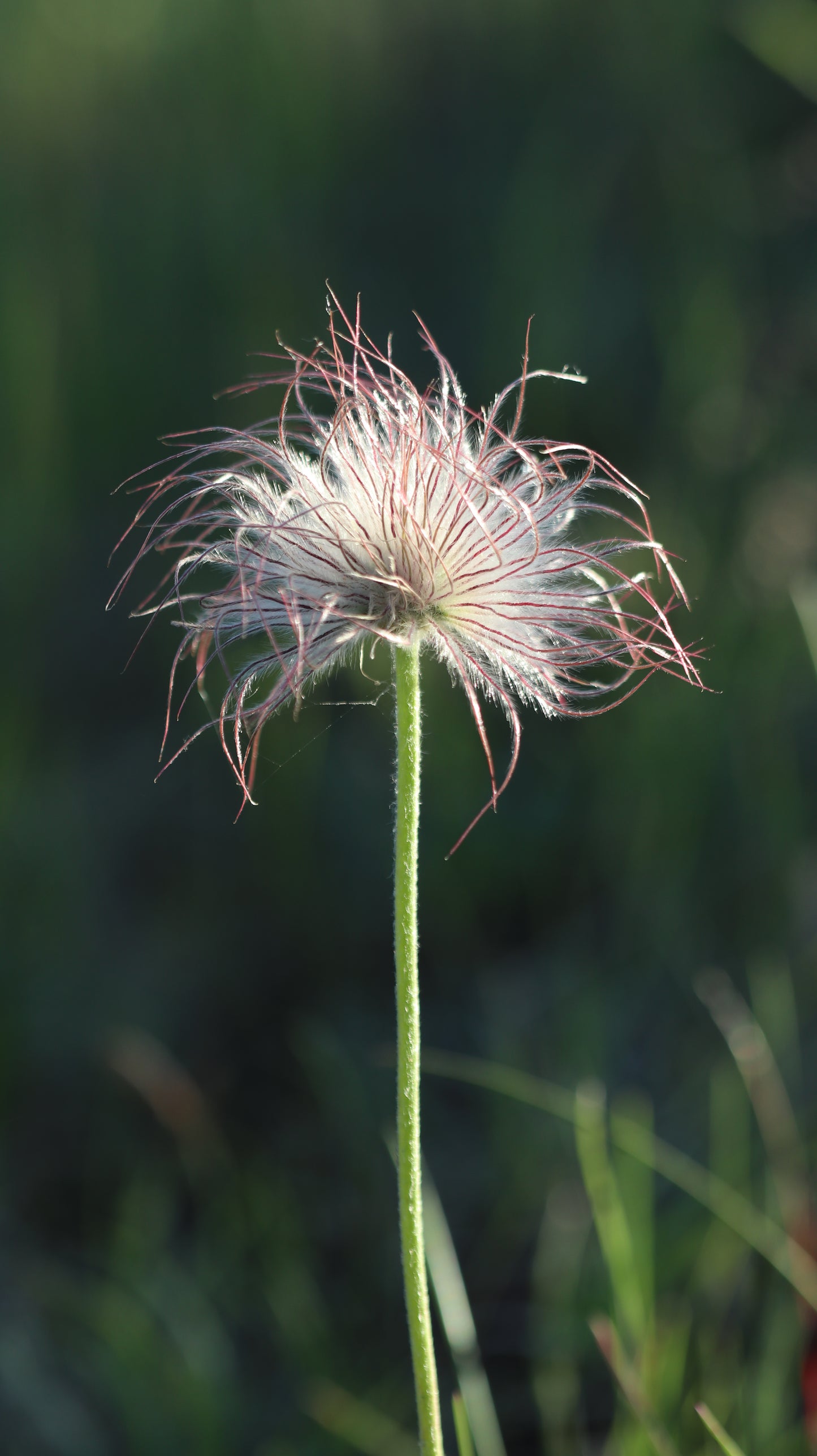 Šilagėlė Pulsatilla