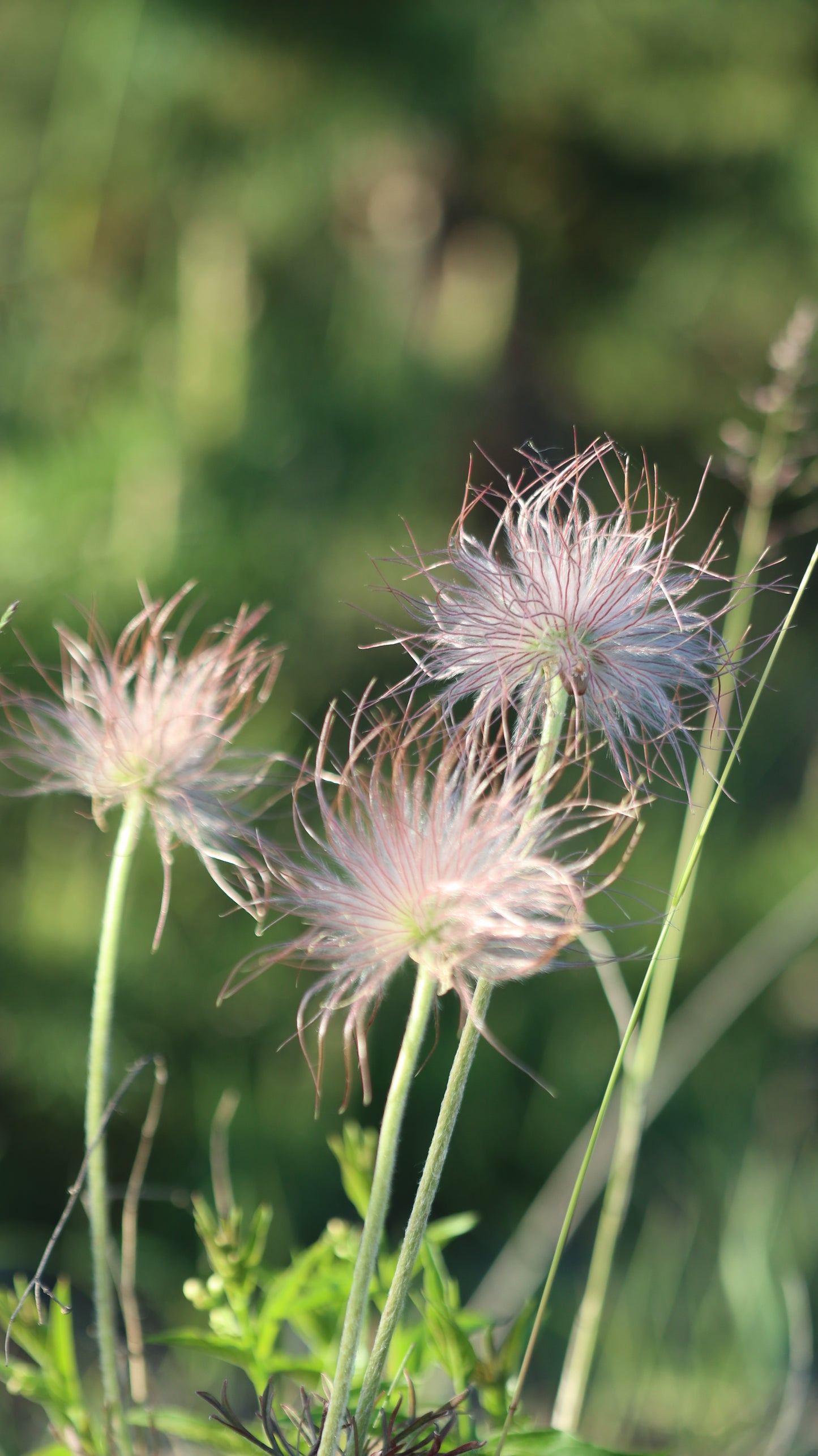 Šilagėlė Pulsatilla