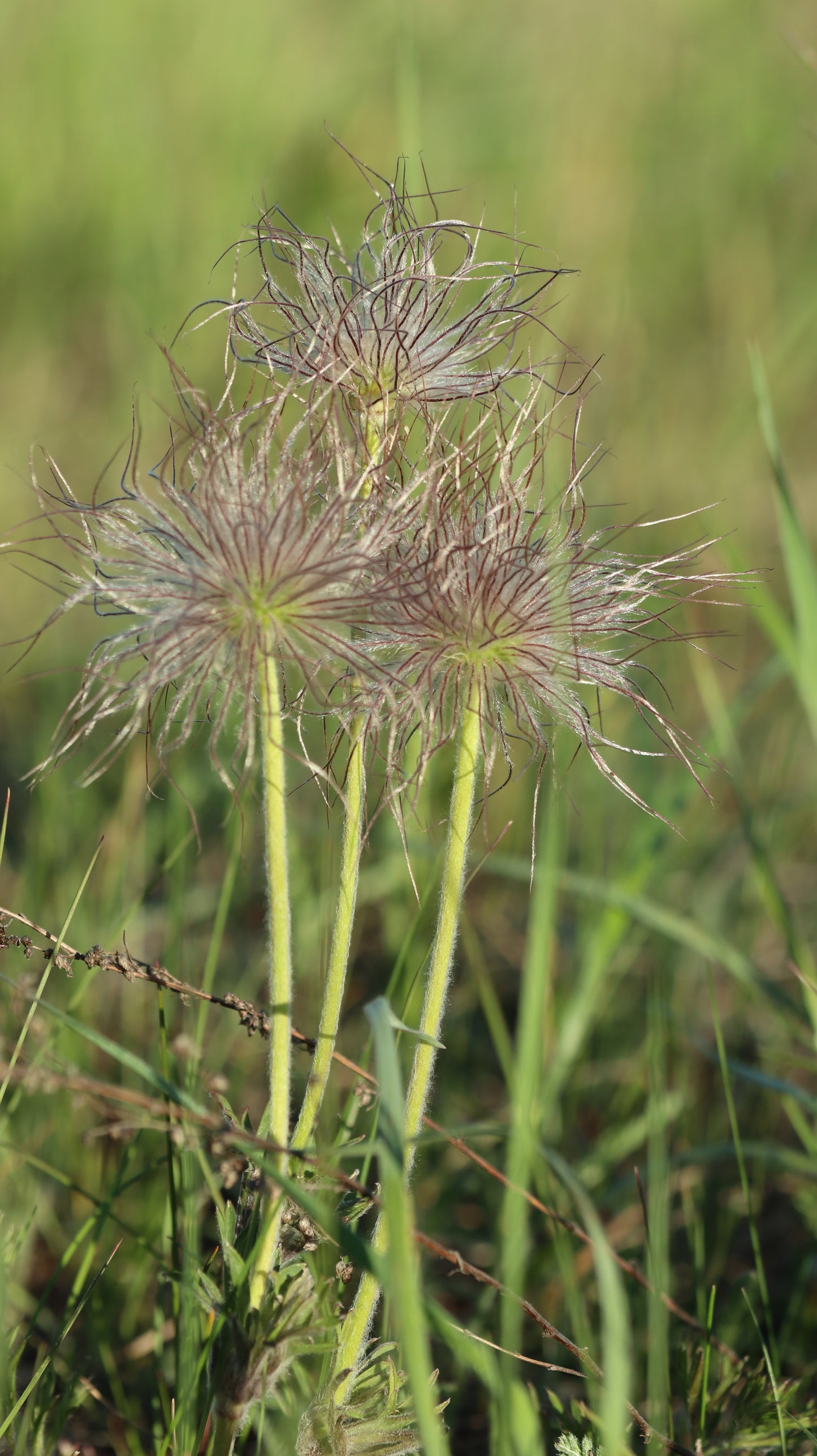 Šilagėlė Pulsatilla