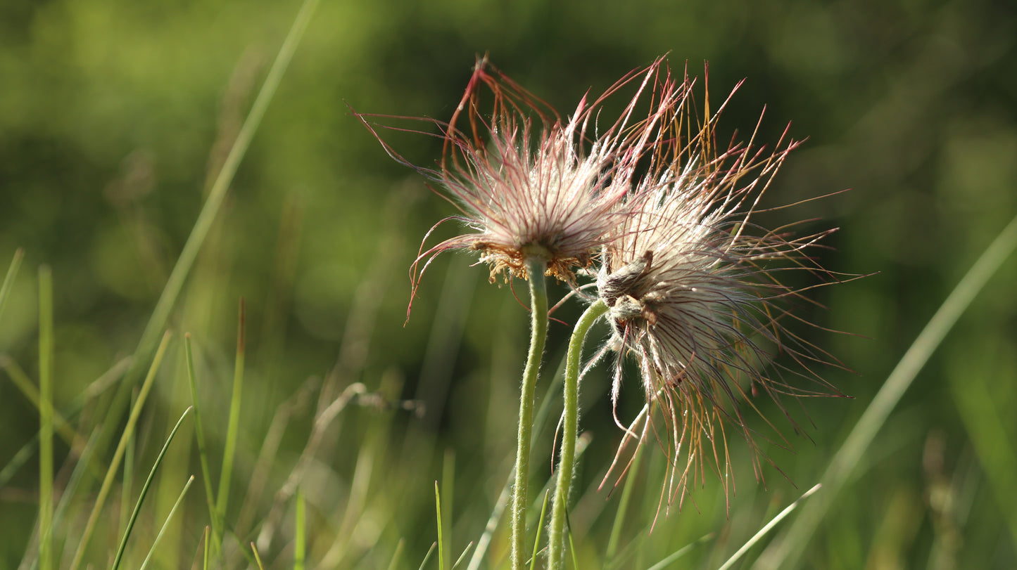 Šilagėlė Pulsatilla