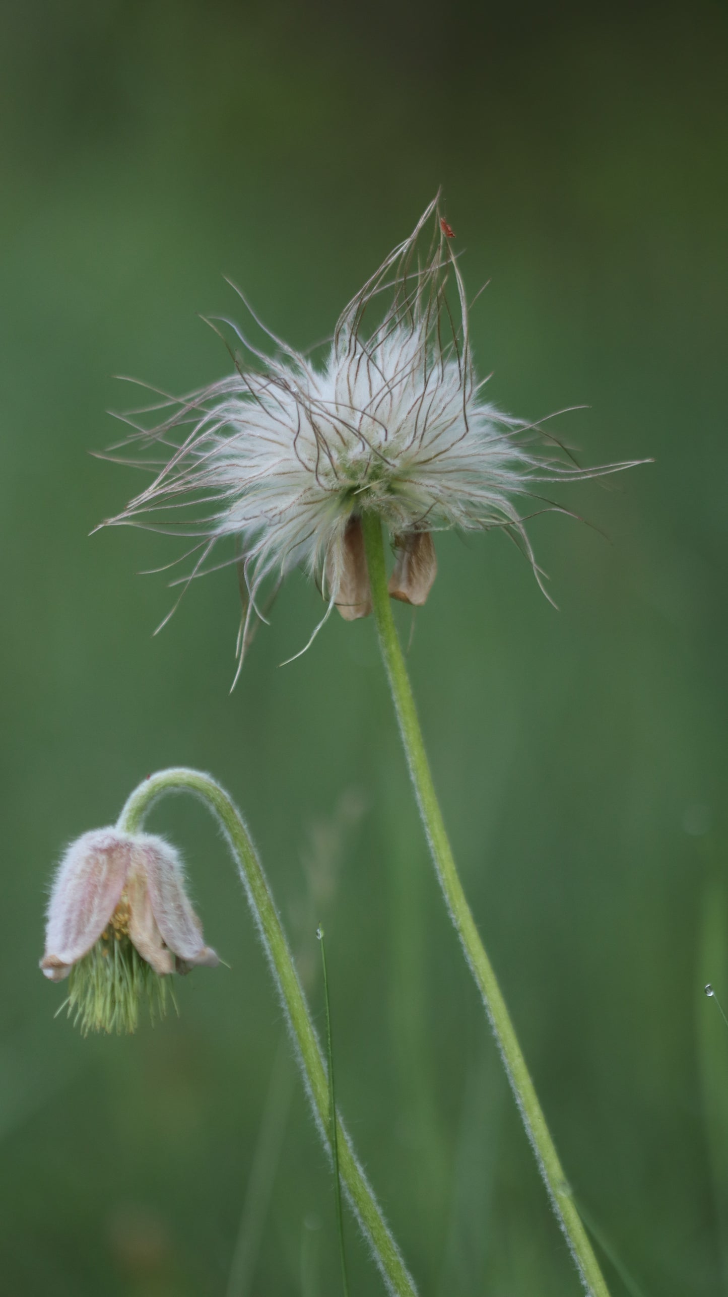 Šilagėlė Pulsatilla