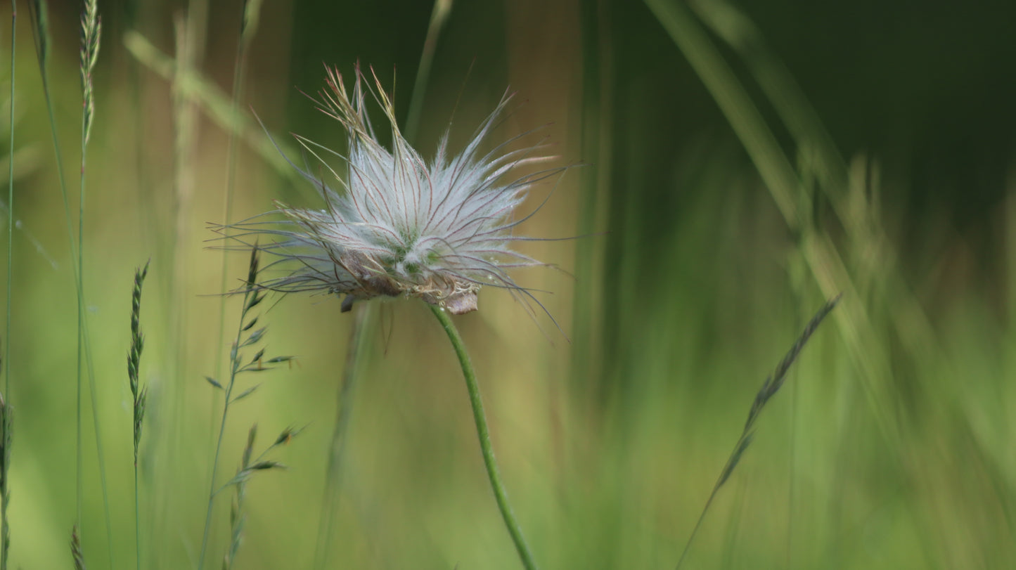 Šilagėlė Pulsatilla