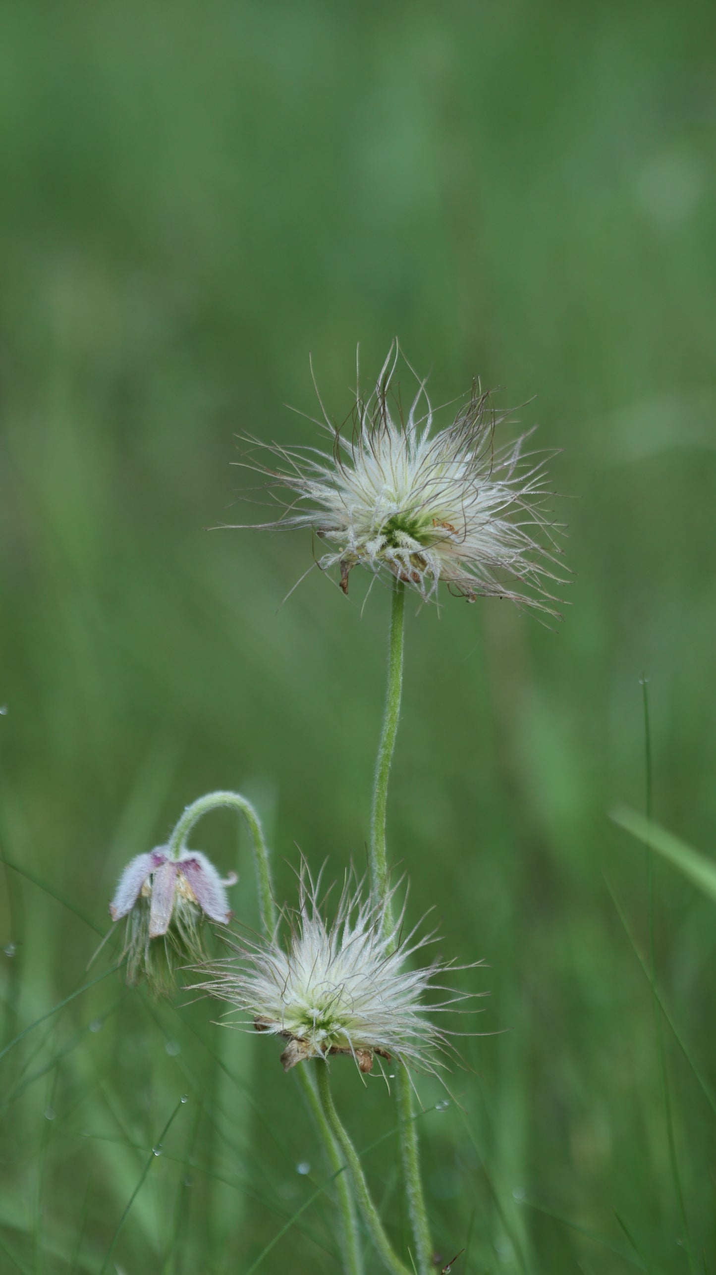 Šilagėlė Pulsatilla