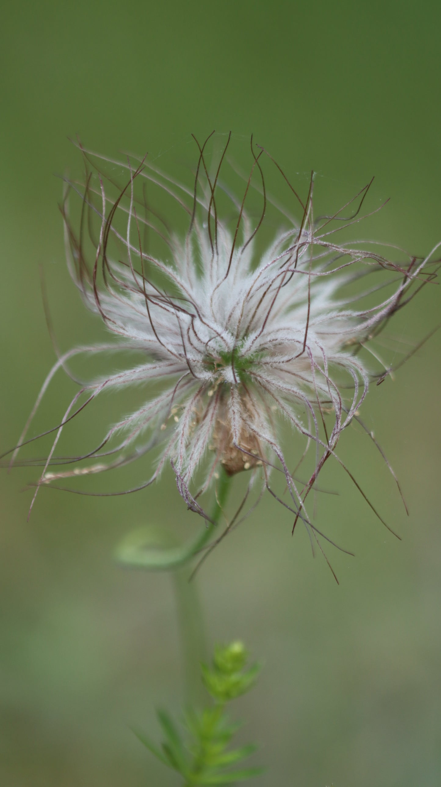 Šilagėlė Pulsatilla