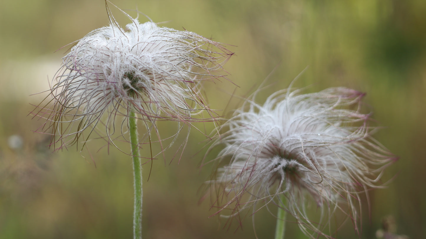 Šilagėlė Pulsatilla