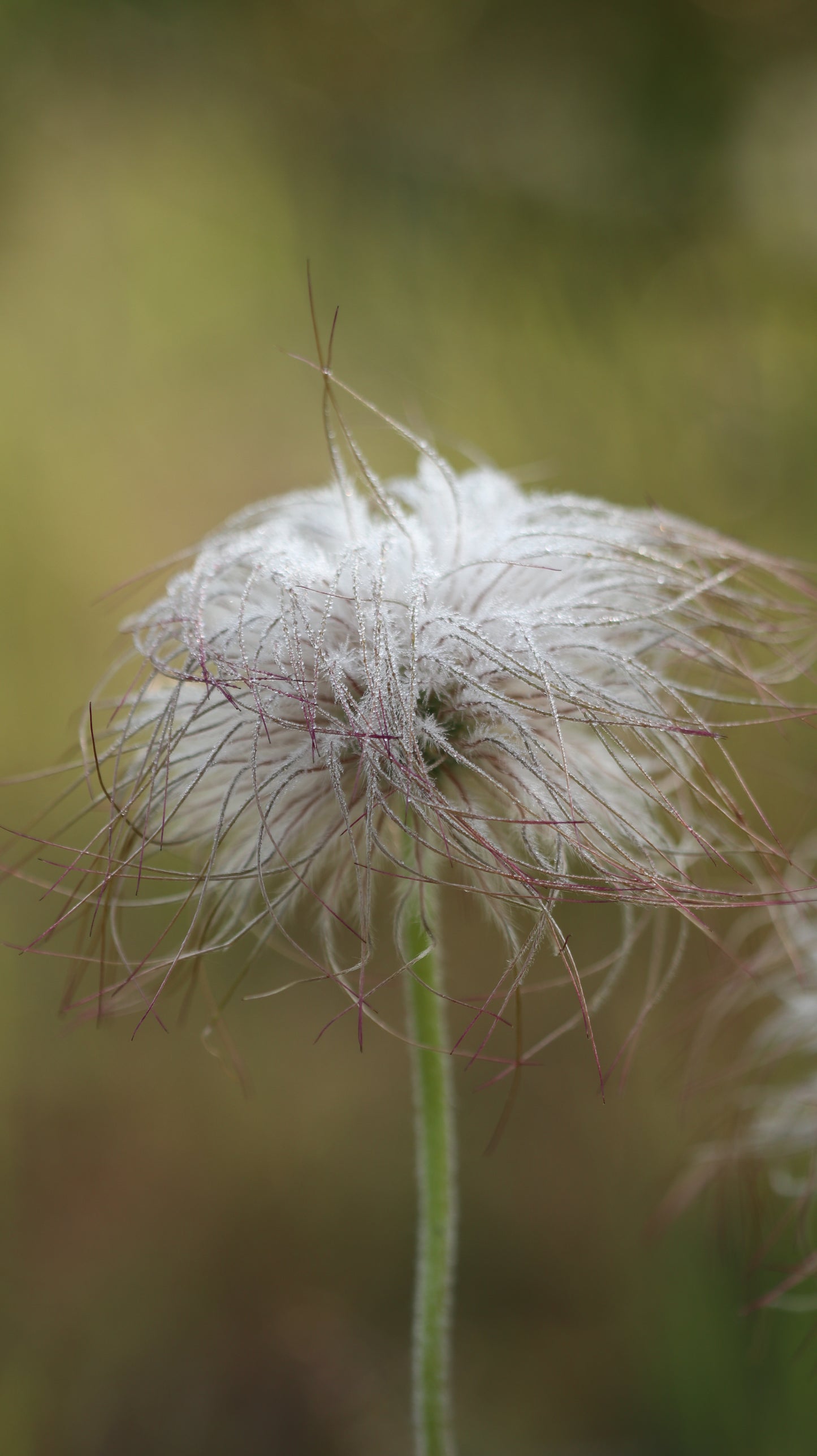 Šilagėlė Pulsatilla
