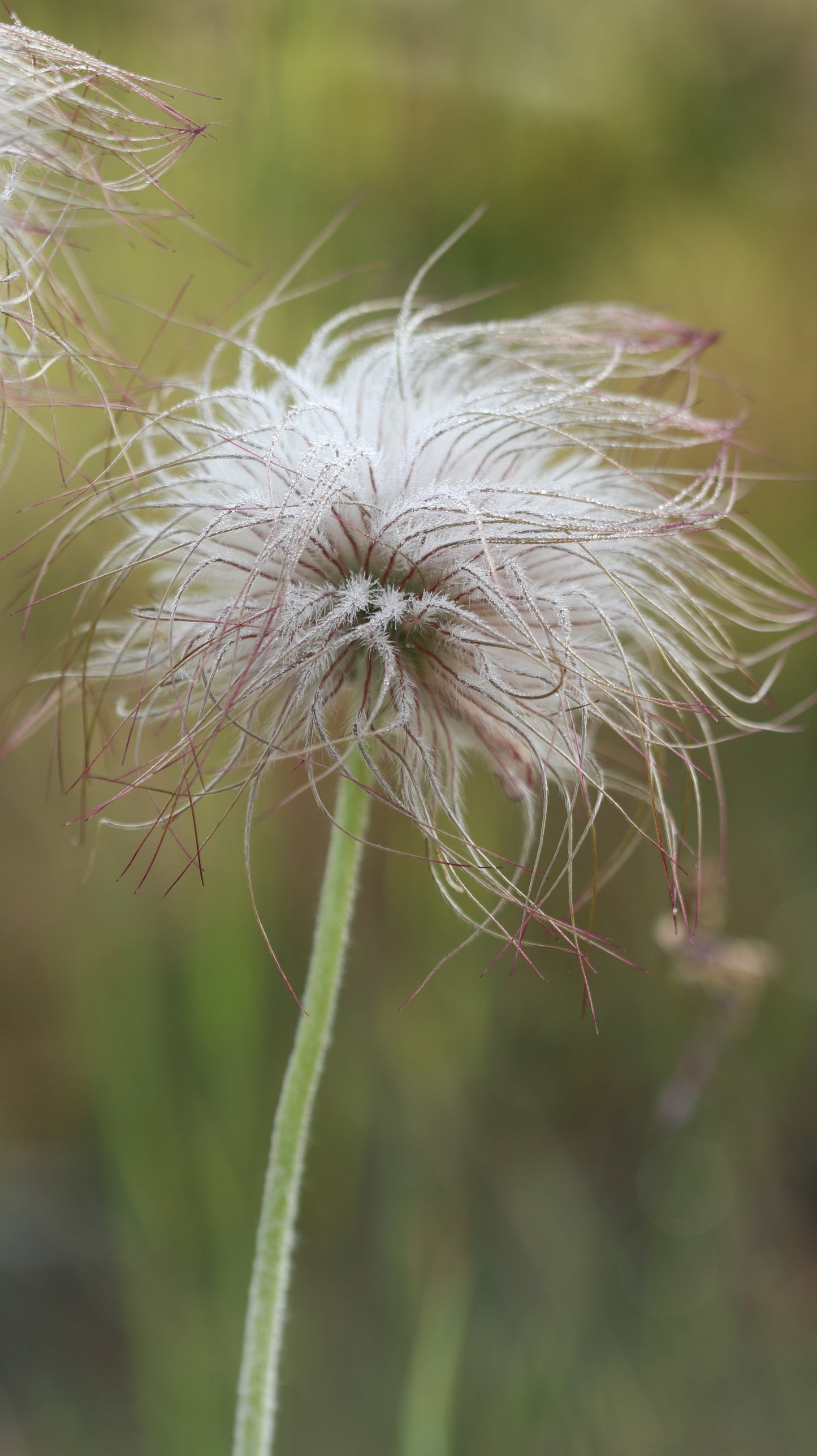 Šilagėlė Pulsatilla