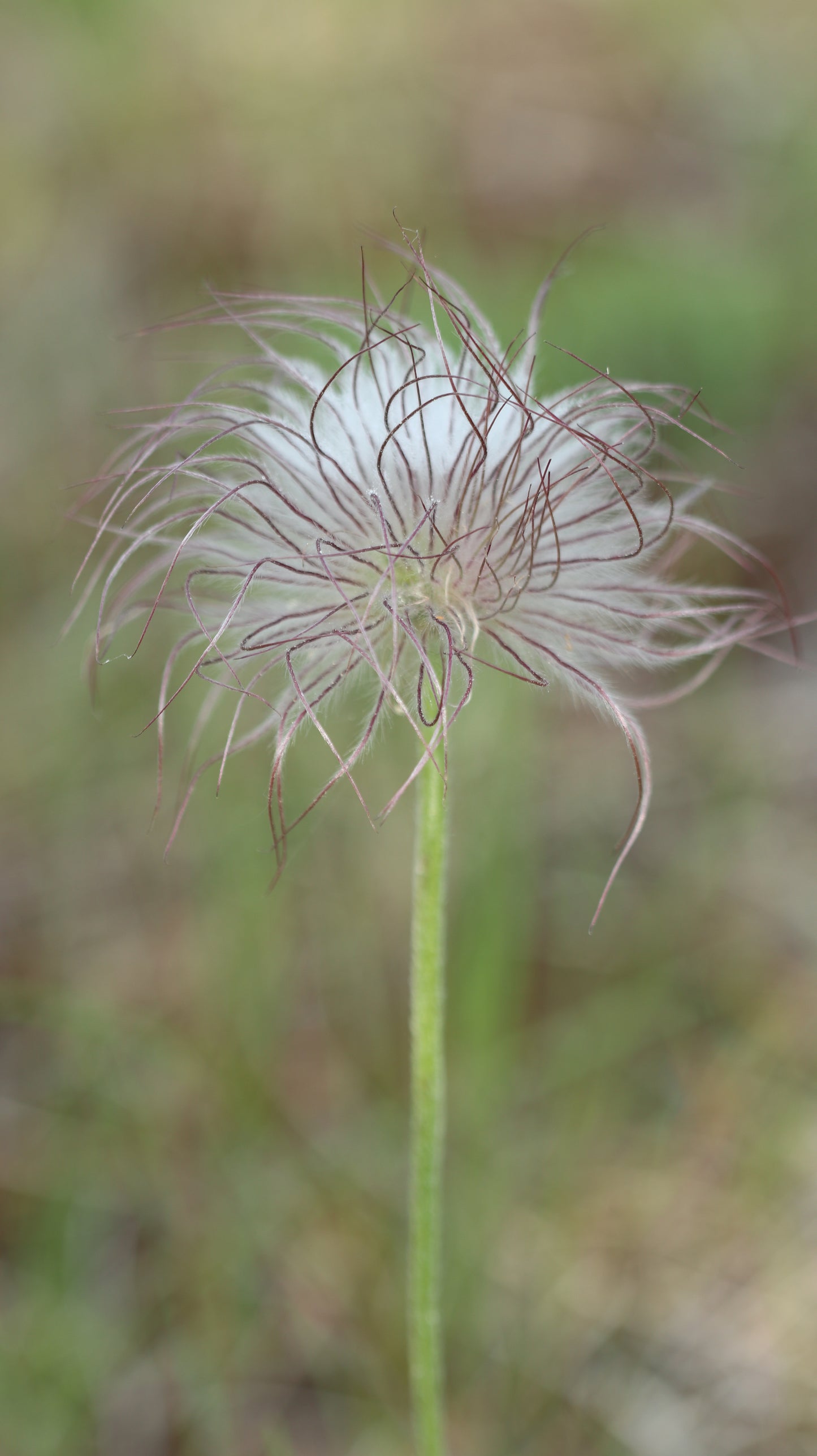 Šilagėlė Pulsatilla