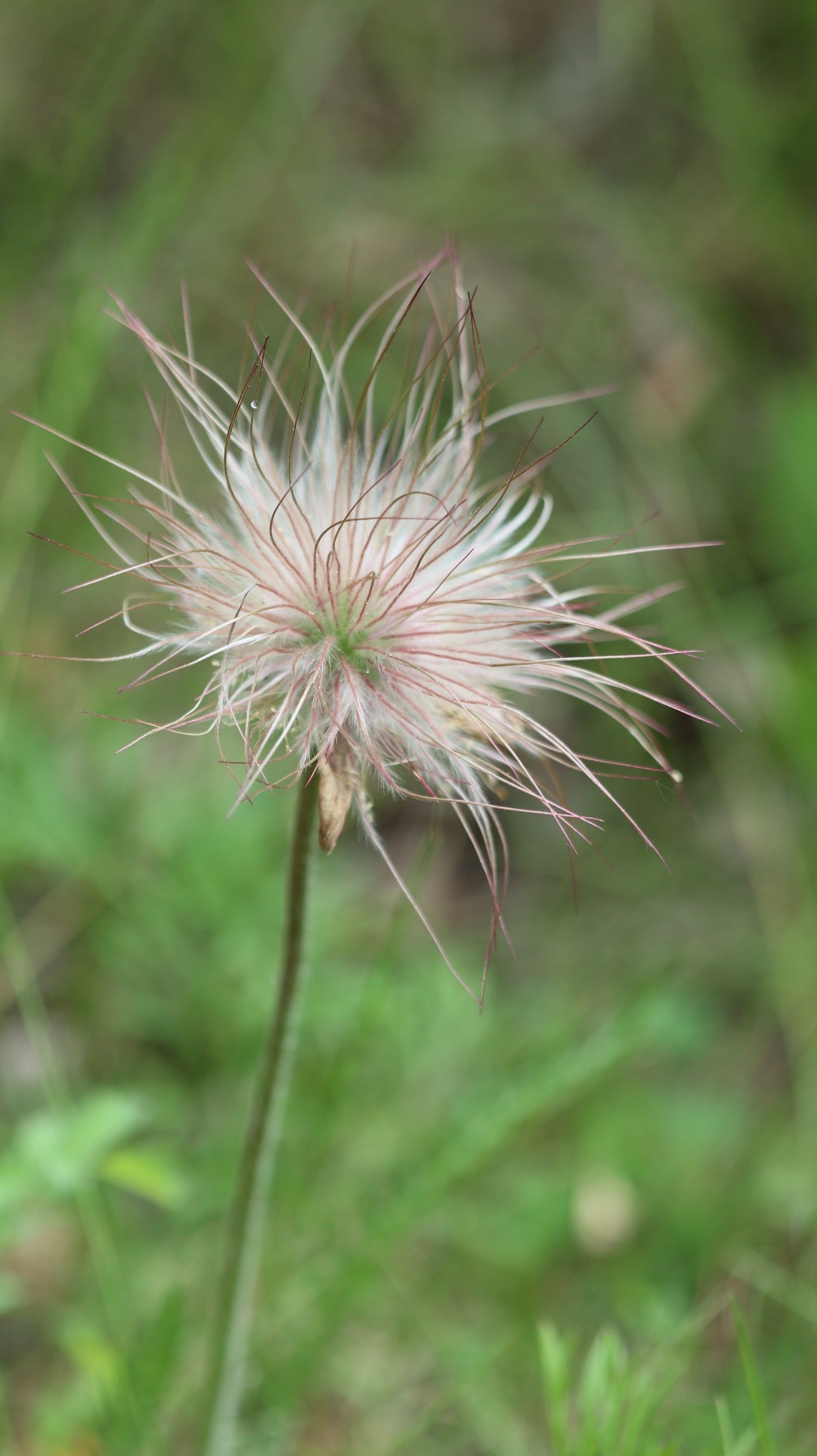 Šilagėlė Pulsatilla