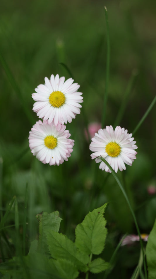 Wildflower Digital Photo Pack | Botanical Print Set (Flowers) Lauko Gėlių Skaitmeninių Nuotraukų Rinkinys | Botaniniai Spaudiniai