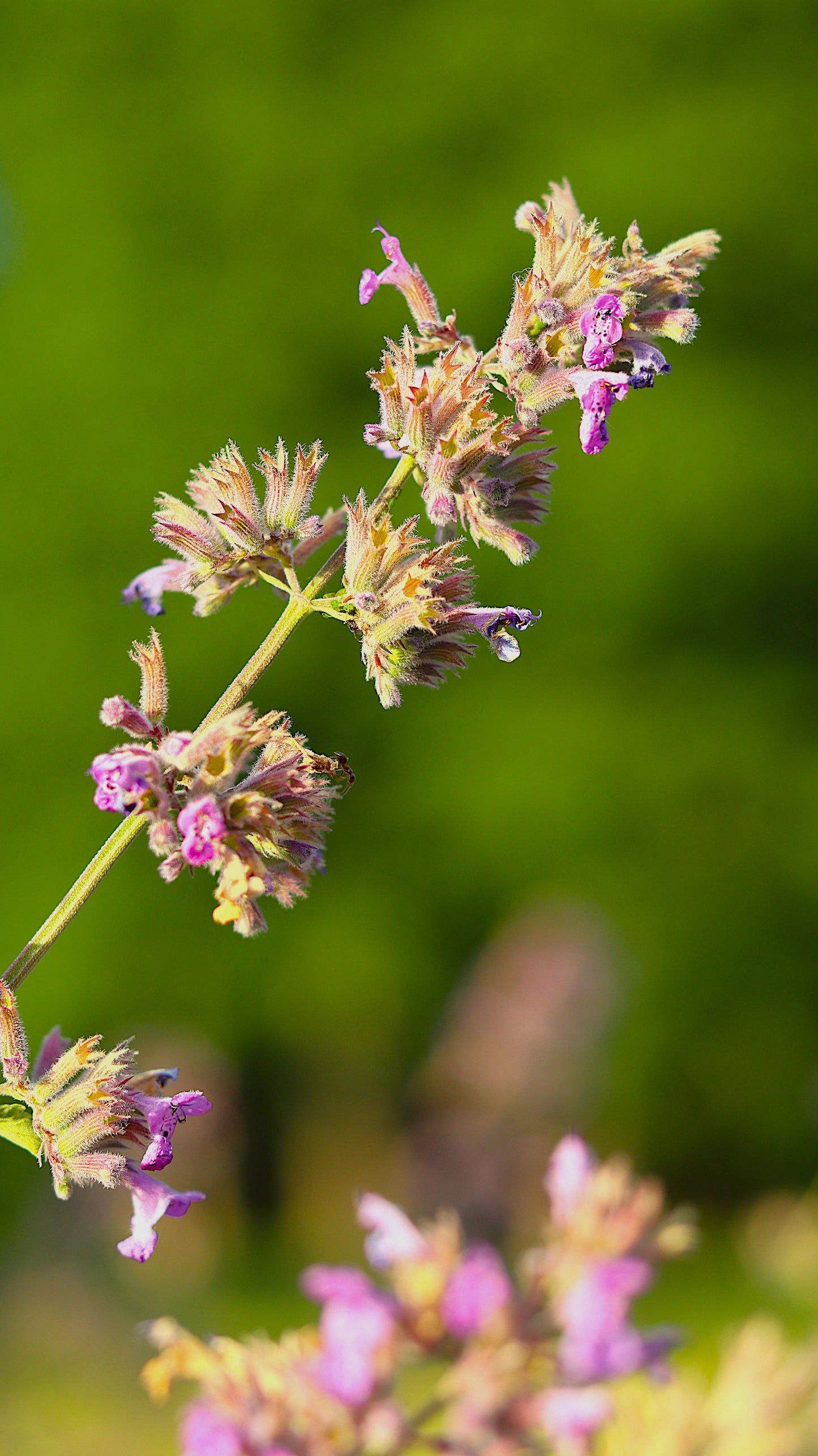 Wildflower Digital Photo Pack | Botanical Print Set (Flowers) Lauko Gėlių Skaitmeninių Nuotraukų Rinkinys | Botaniniai Spaudiniai