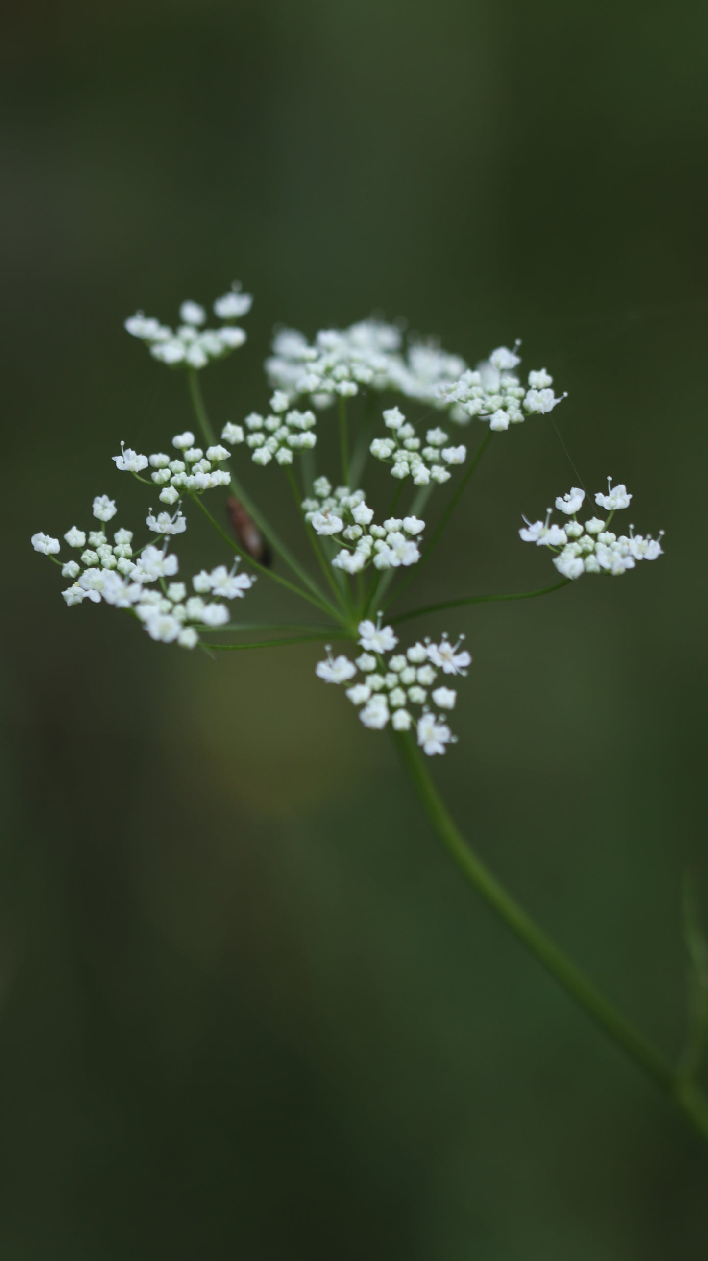 Wildflower Digital Photo Pack | Botanical Print Set (Flowers) Lauko Gėlių Skaitmeninių Nuotraukų Rinkinys | Botaniniai Spaudiniai