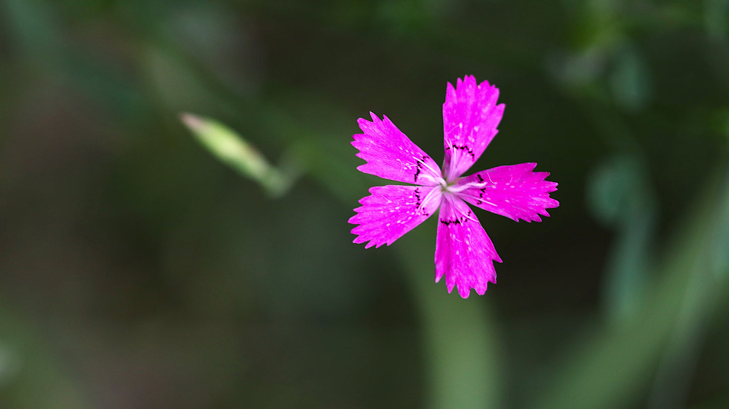 Wildflower Digital Photo Pack | Botanical Print Set (Flowers) Lauko Gėlių Skaitmeninių Nuotraukų Rinkinys | Botaniniai Spaudiniai