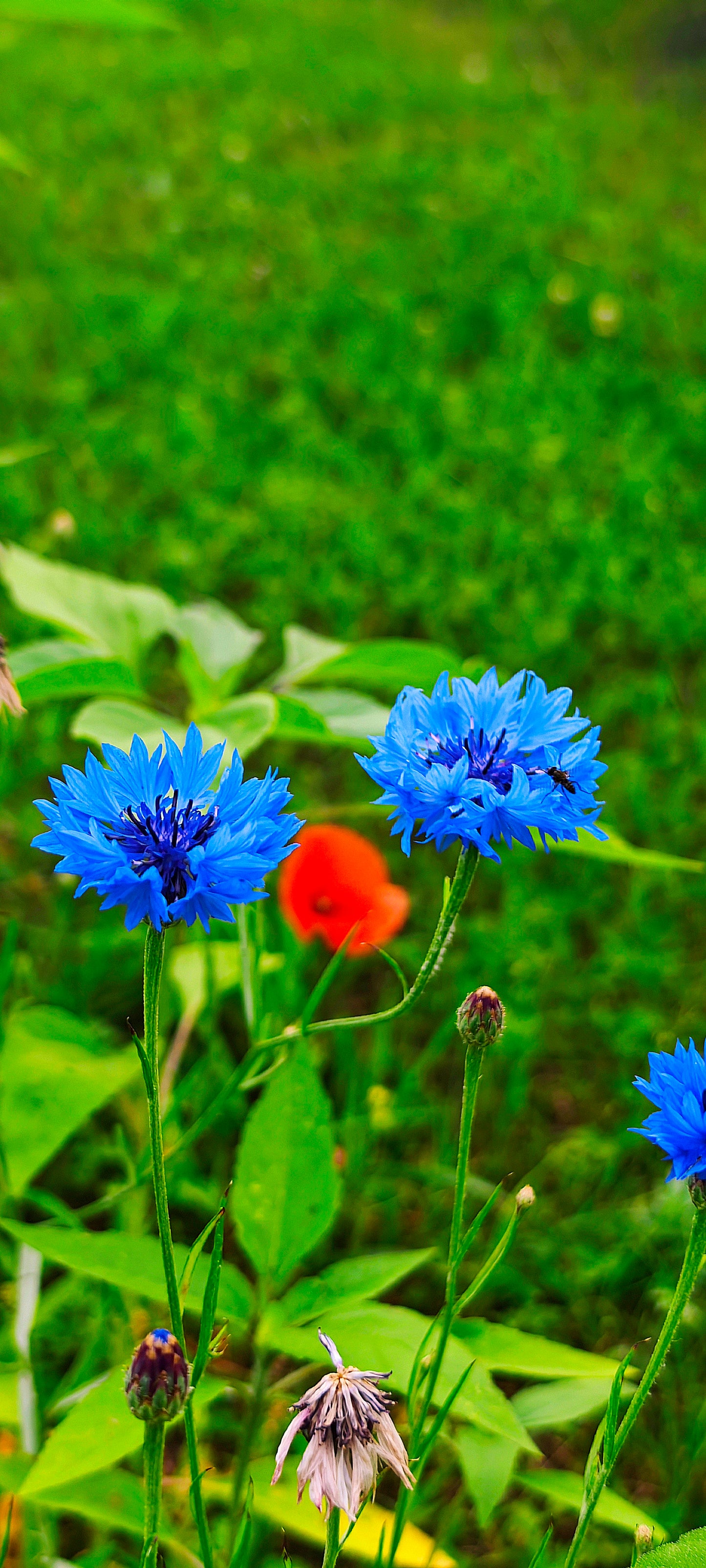 Wildflower Digital Photo Pack | Botanical Print Set (Flowers) Lauko Gėlių Skaitmeninių Nuotraukų Rinkinys | Botaniniai Spaudiniai