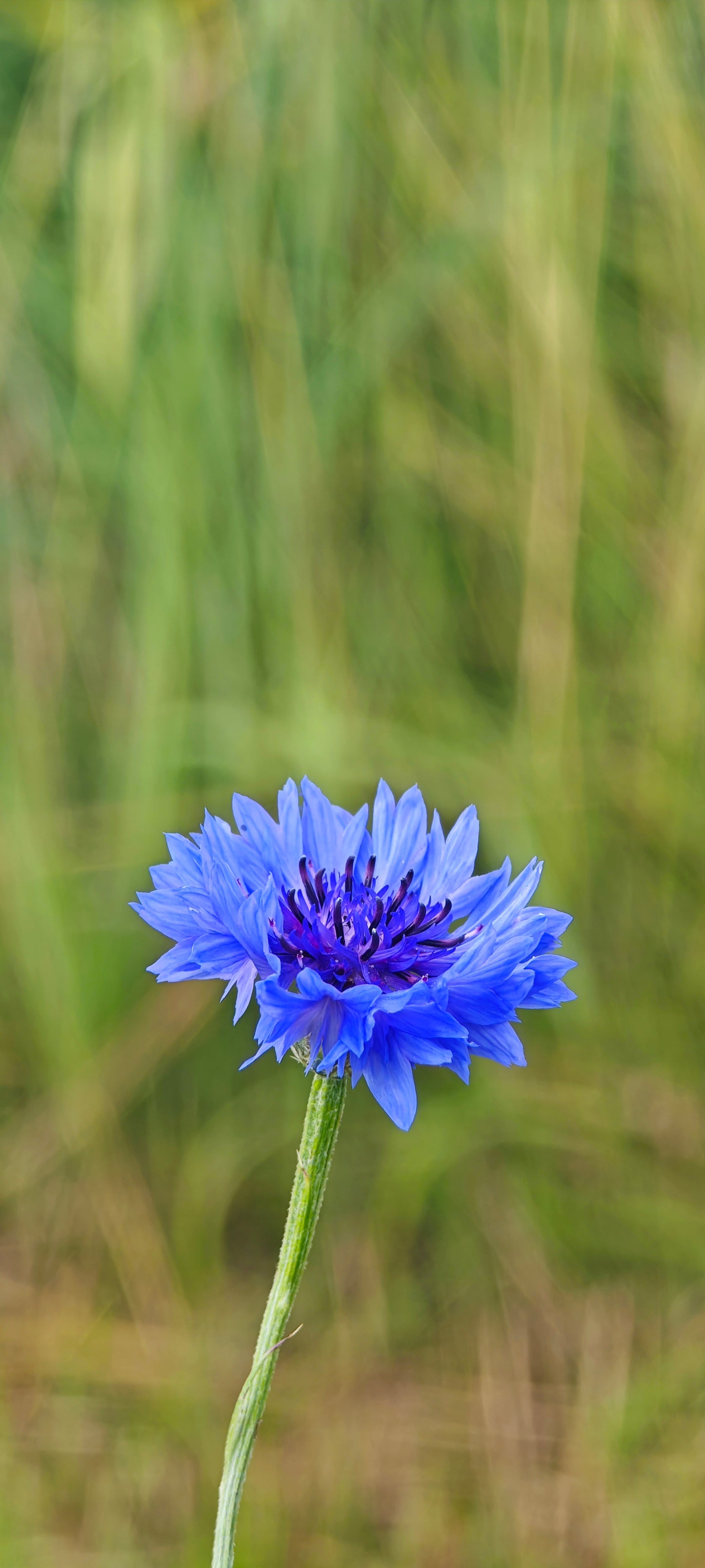 Wildflower Digital Photo Pack | Botanical Print Set (Flowers) Lauko Gėlių Skaitmeninių Nuotraukų Rinkinys | Botaniniai Spaudiniai
