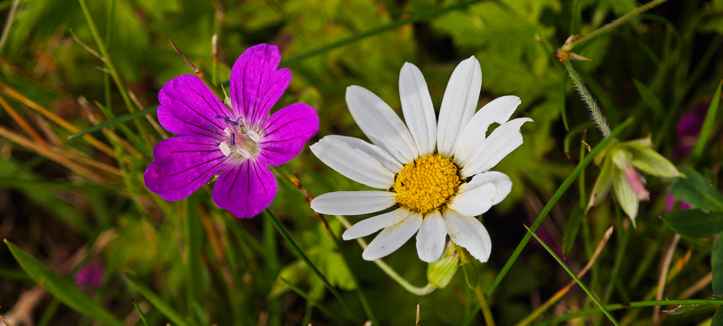 Wildflower Digital Photo Pack | Botanical Print Set (Flowers) Lauko Gėlių Skaitmeninių Nuotraukų Rinkinys | Botaniniai Spaudiniai