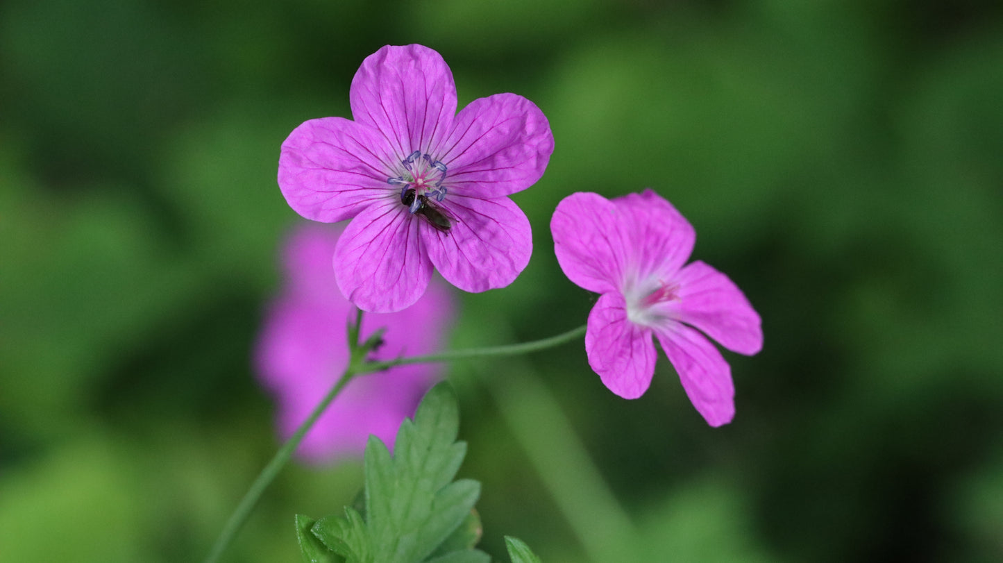 Wildflower Digital Photo Pack | Botanical Print Set (Flowers) Lauko Gėlių Skaitmeninių Nuotraukų Rinkinys | Botaniniai Spaudiniai