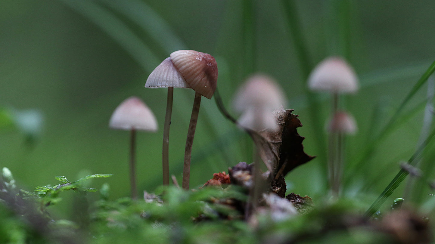 18 great photos. Forest flowers, plants, mushrooms, insects