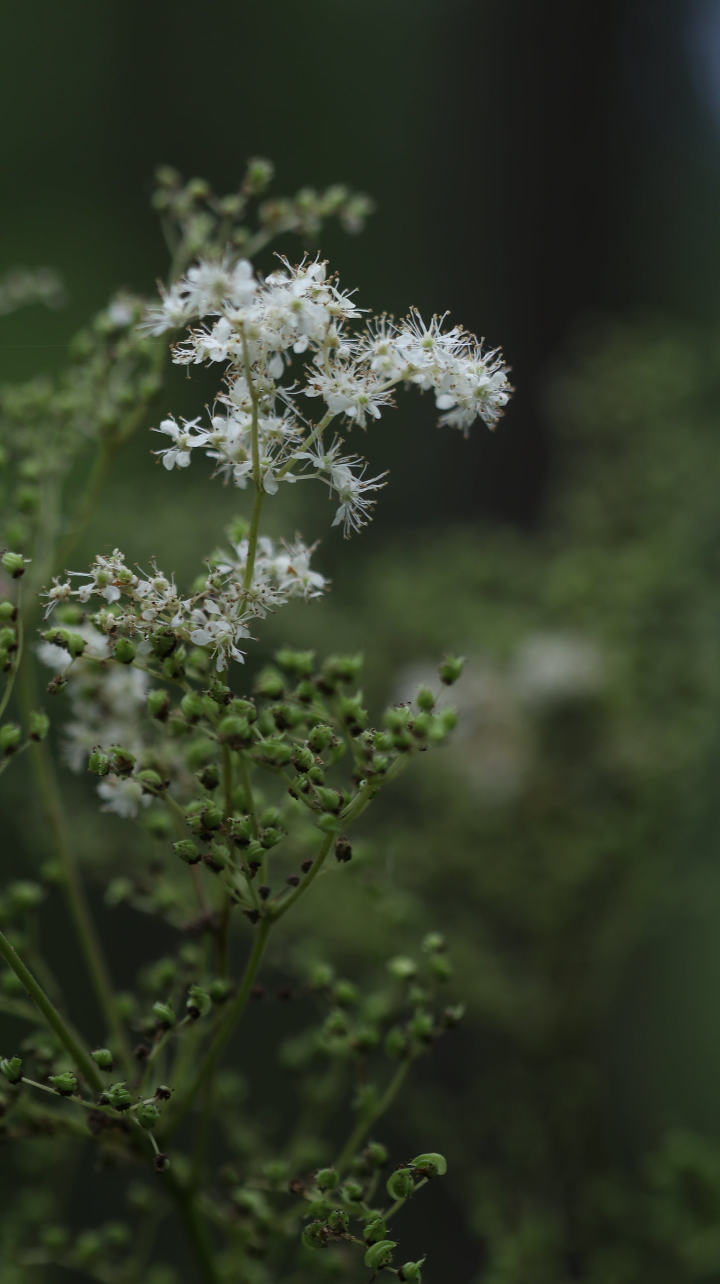 18 great photos. Forest flowers, plants, mushrooms, insects