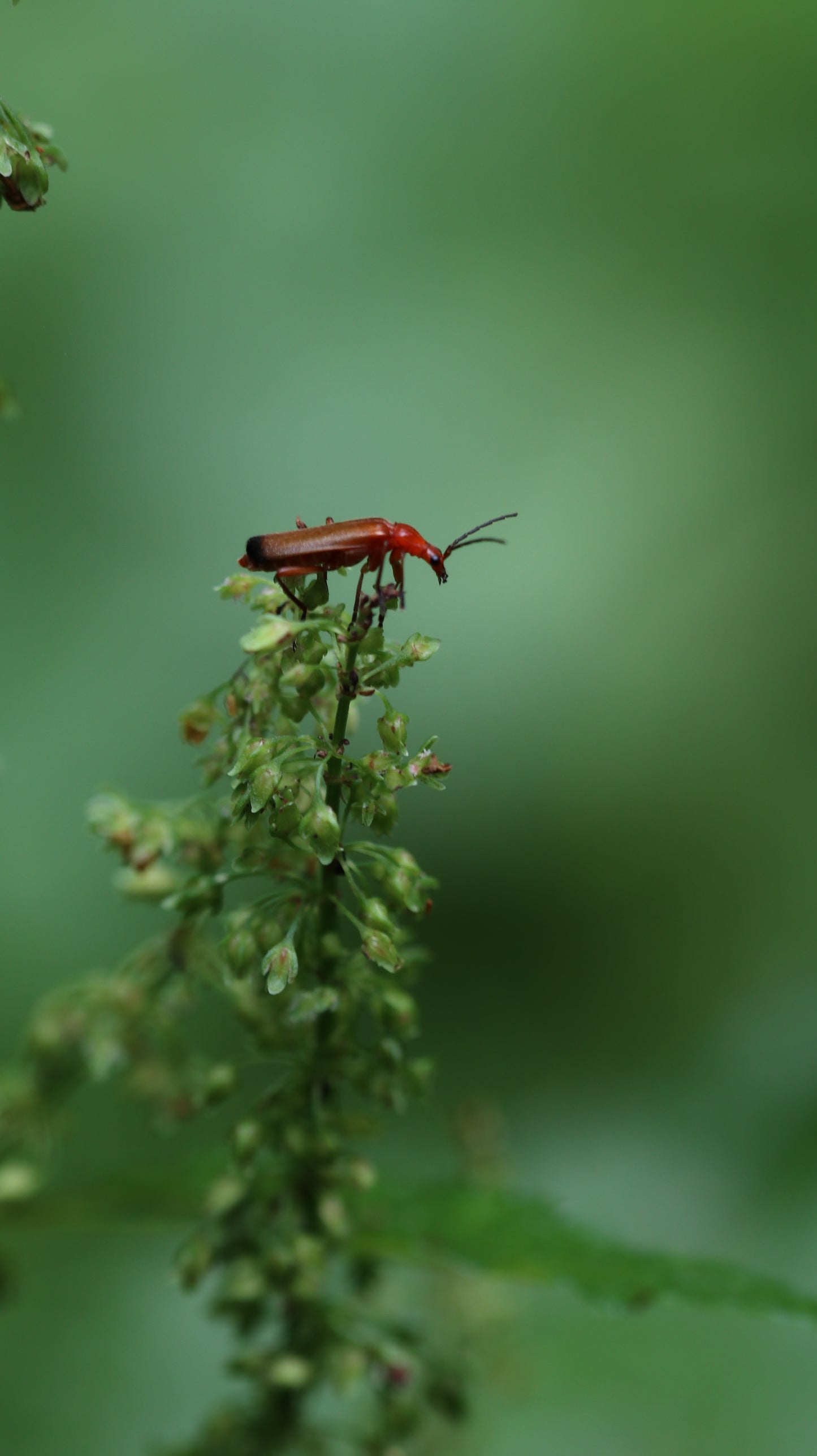18 great photos. Forest flowers, plants, mushrooms, insects