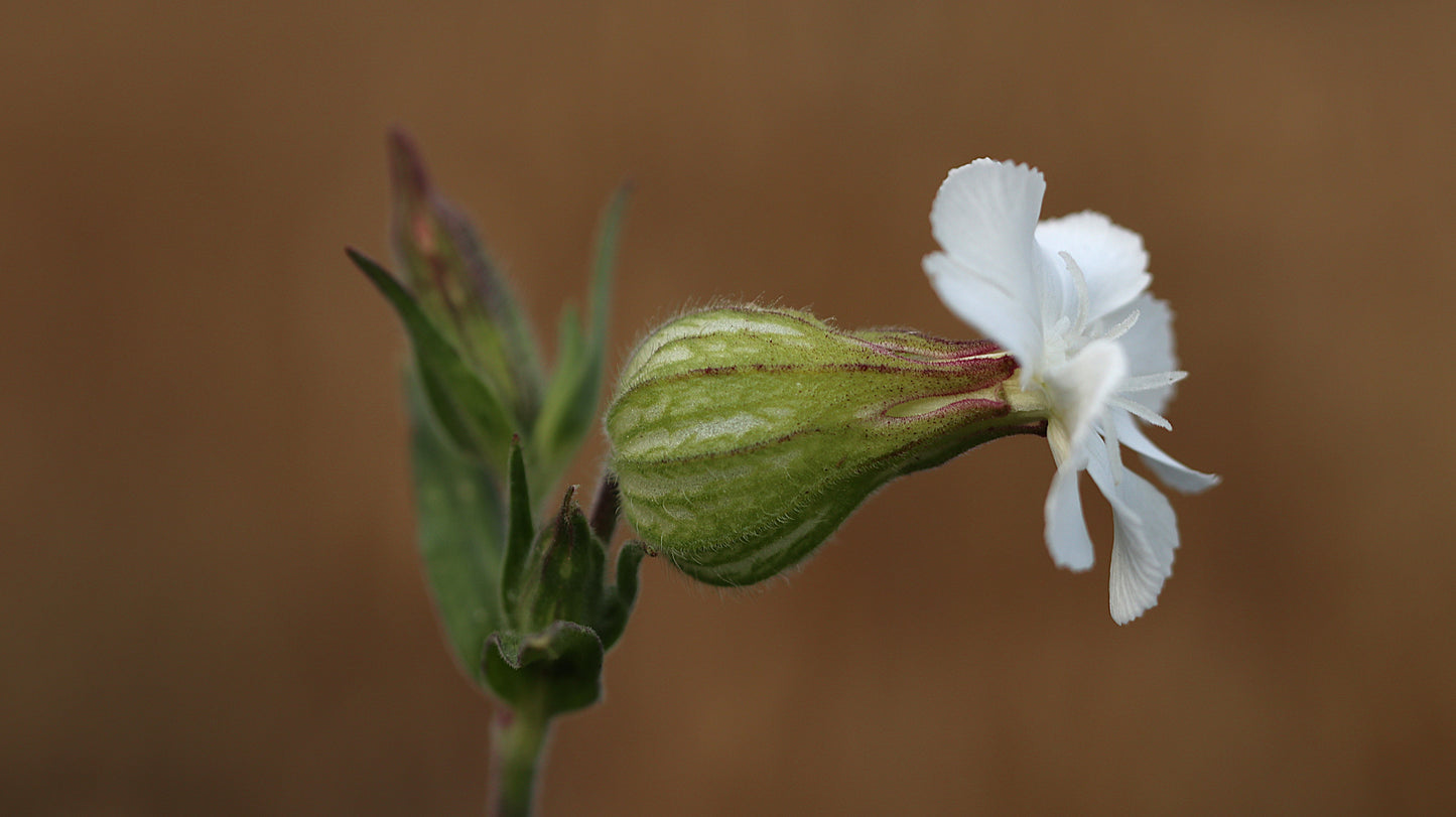 18 great photos. Forest flowers, plants, mushrooms, insects