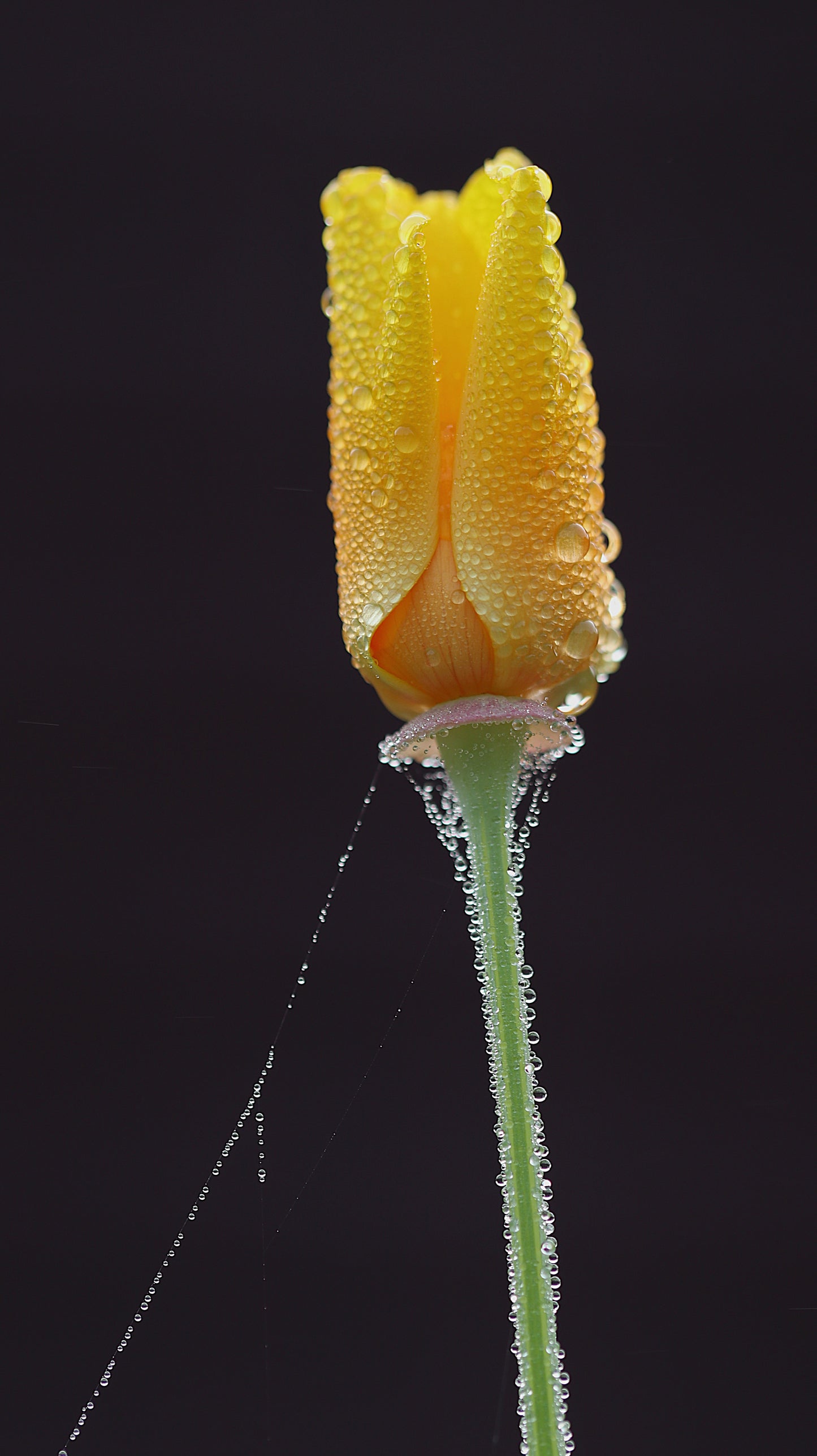 18 great photos. Forest flowers, plants, mushrooms, insects