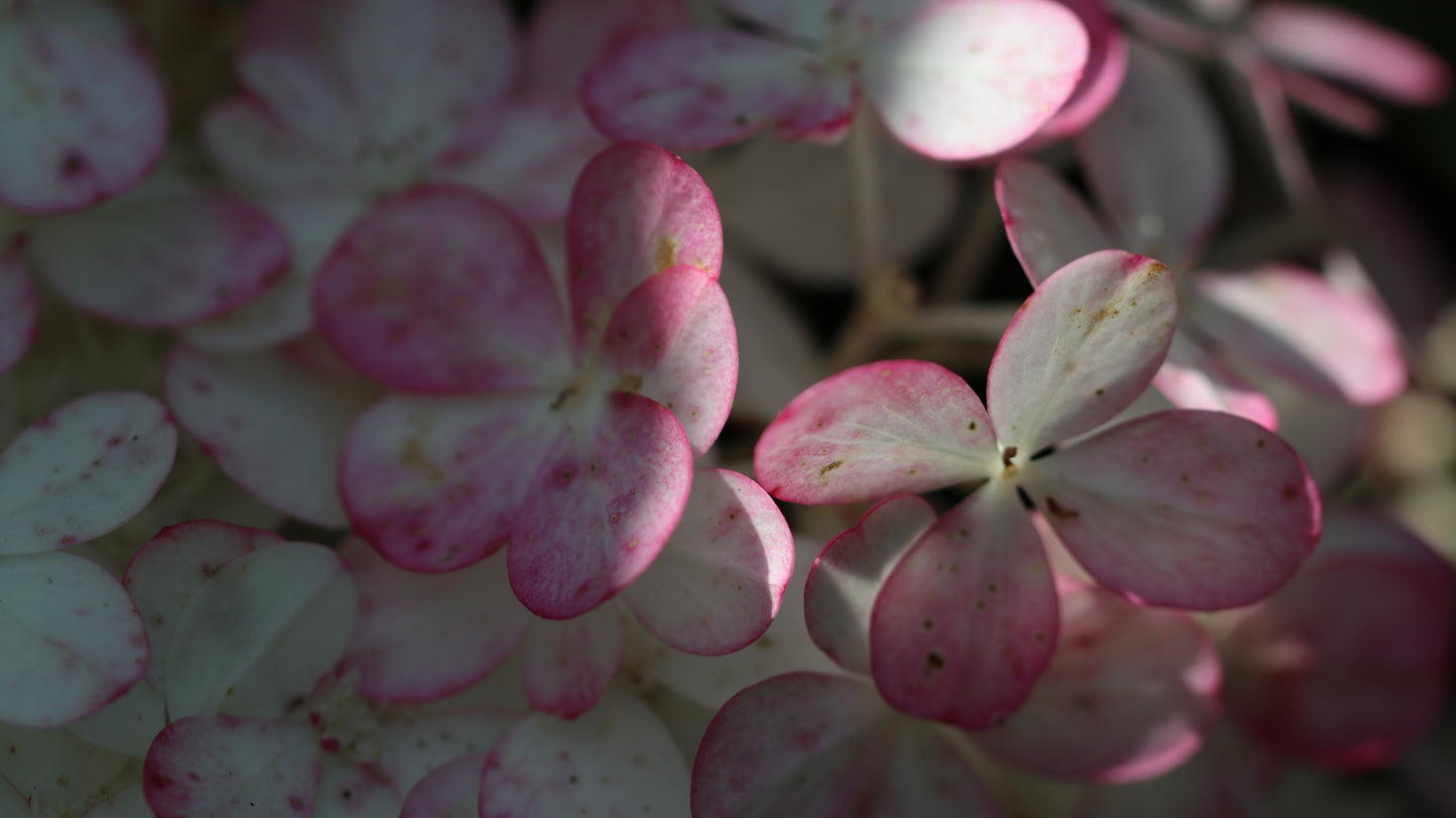 18 great photos. Forest flowers, plants, mushrooms, insects