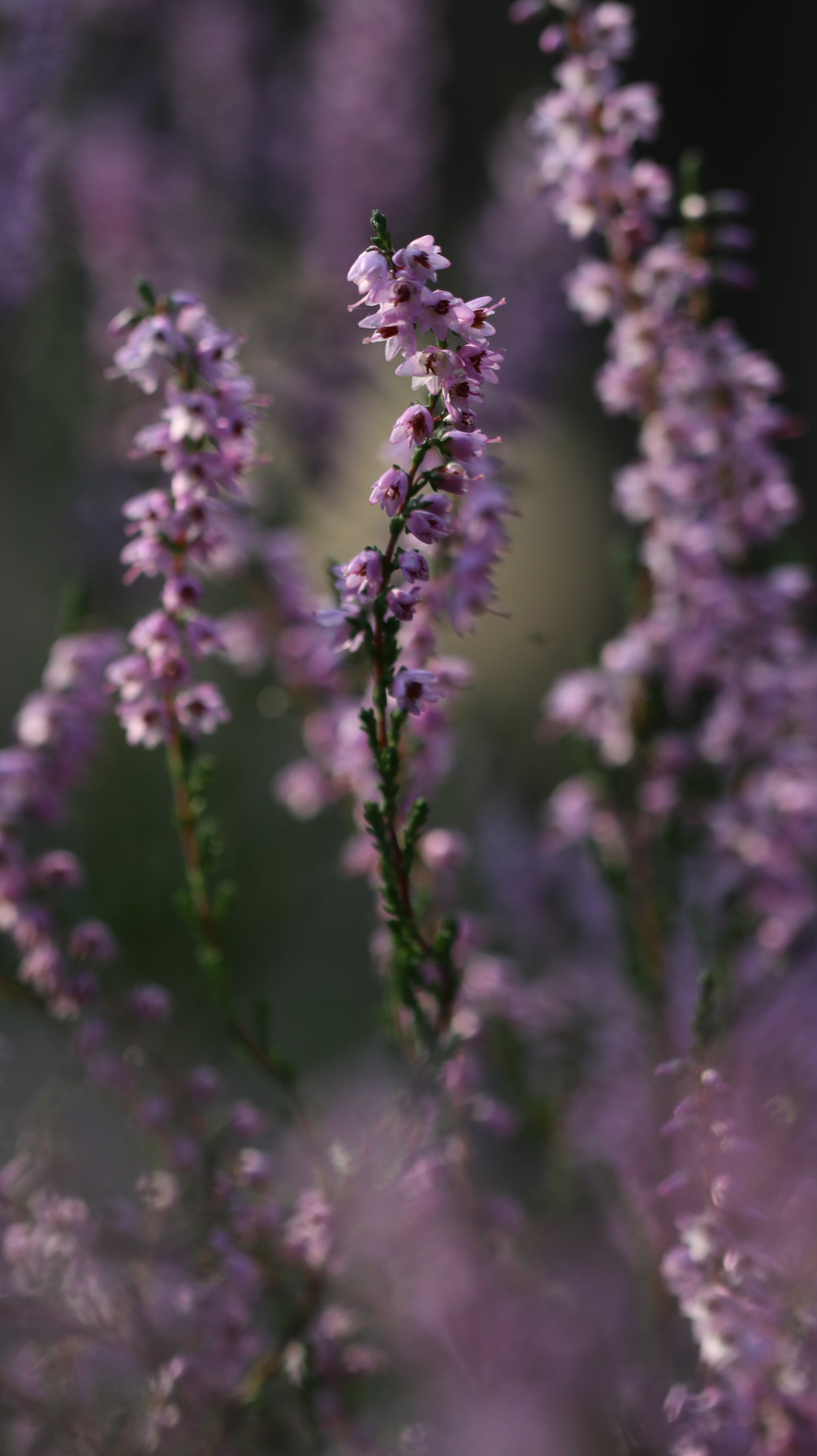 18 great photos. Forest flowers, plants, mushrooms, insects