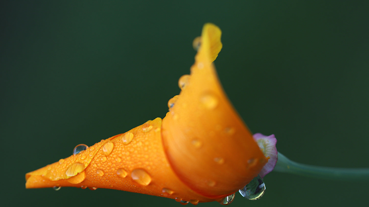 Rasos lašų apkabinta Kaliforninė aguona. Embraced by Dew - California Poppy