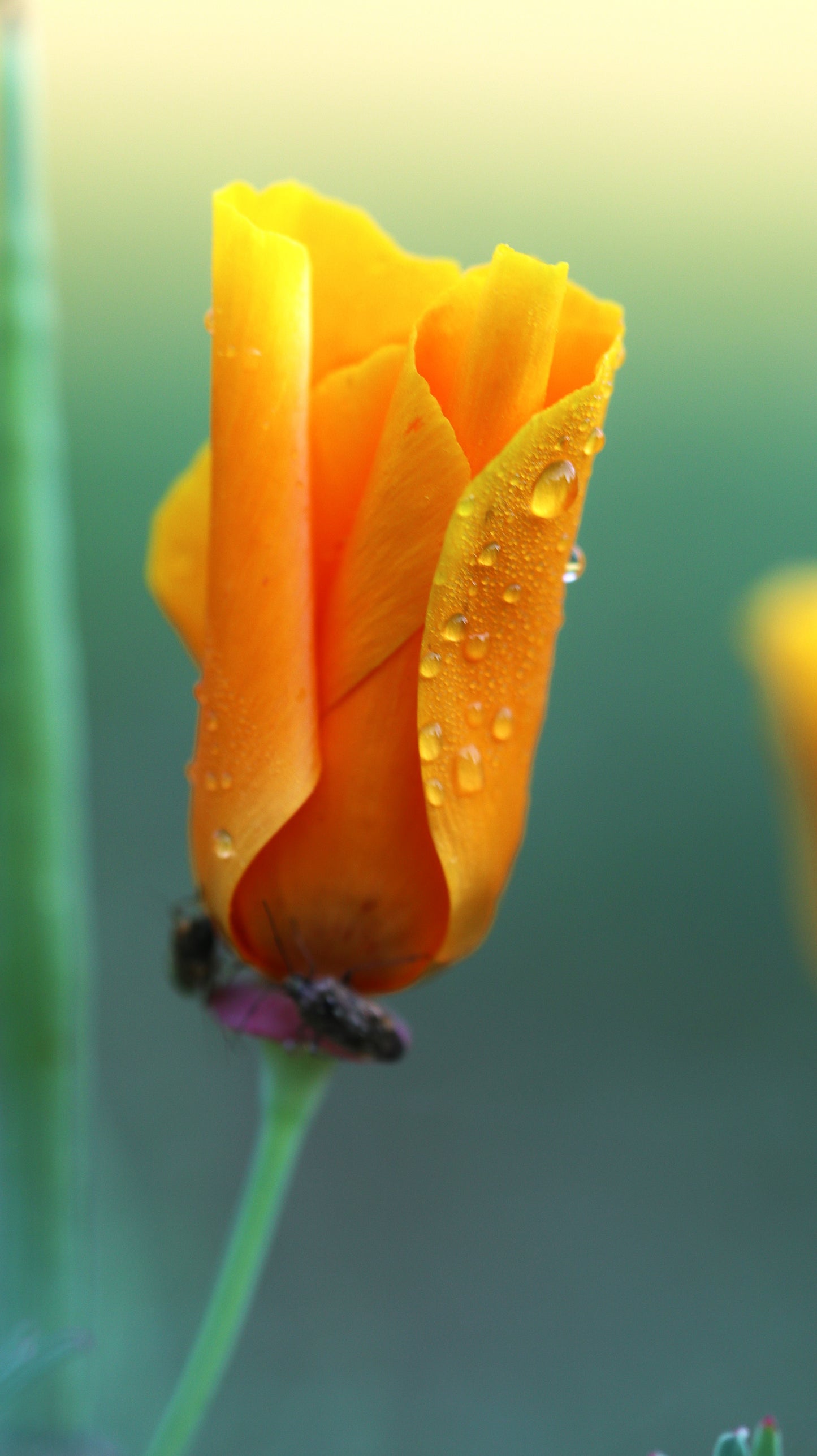 Rasos lašų apkabinta Kaliforninė aguona. Embraced by Dew - California Poppy