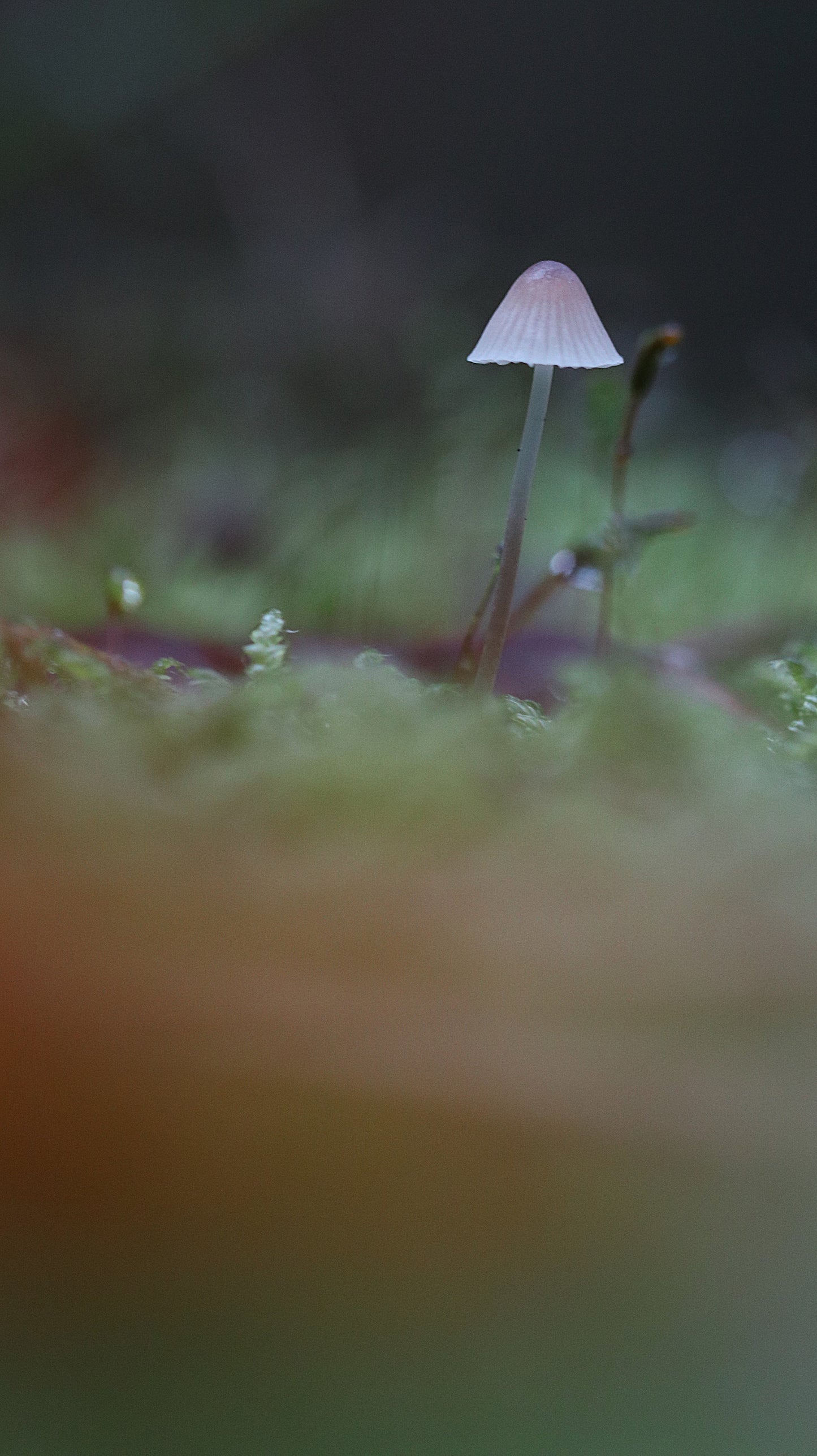 Photo collection - autumn in the Lithuanian forest