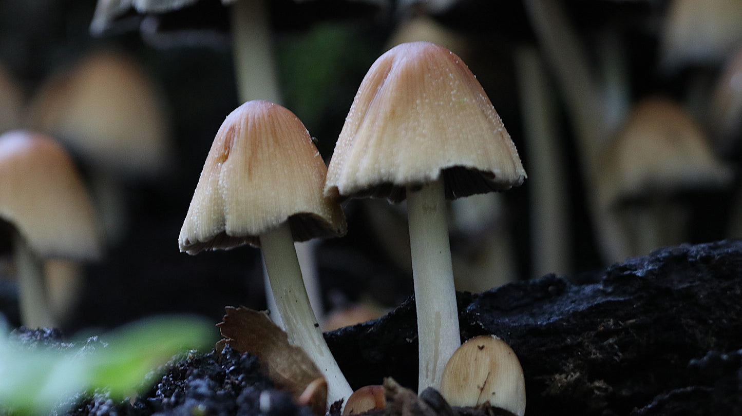 Photo collection - autumn in the Lithuanian forest