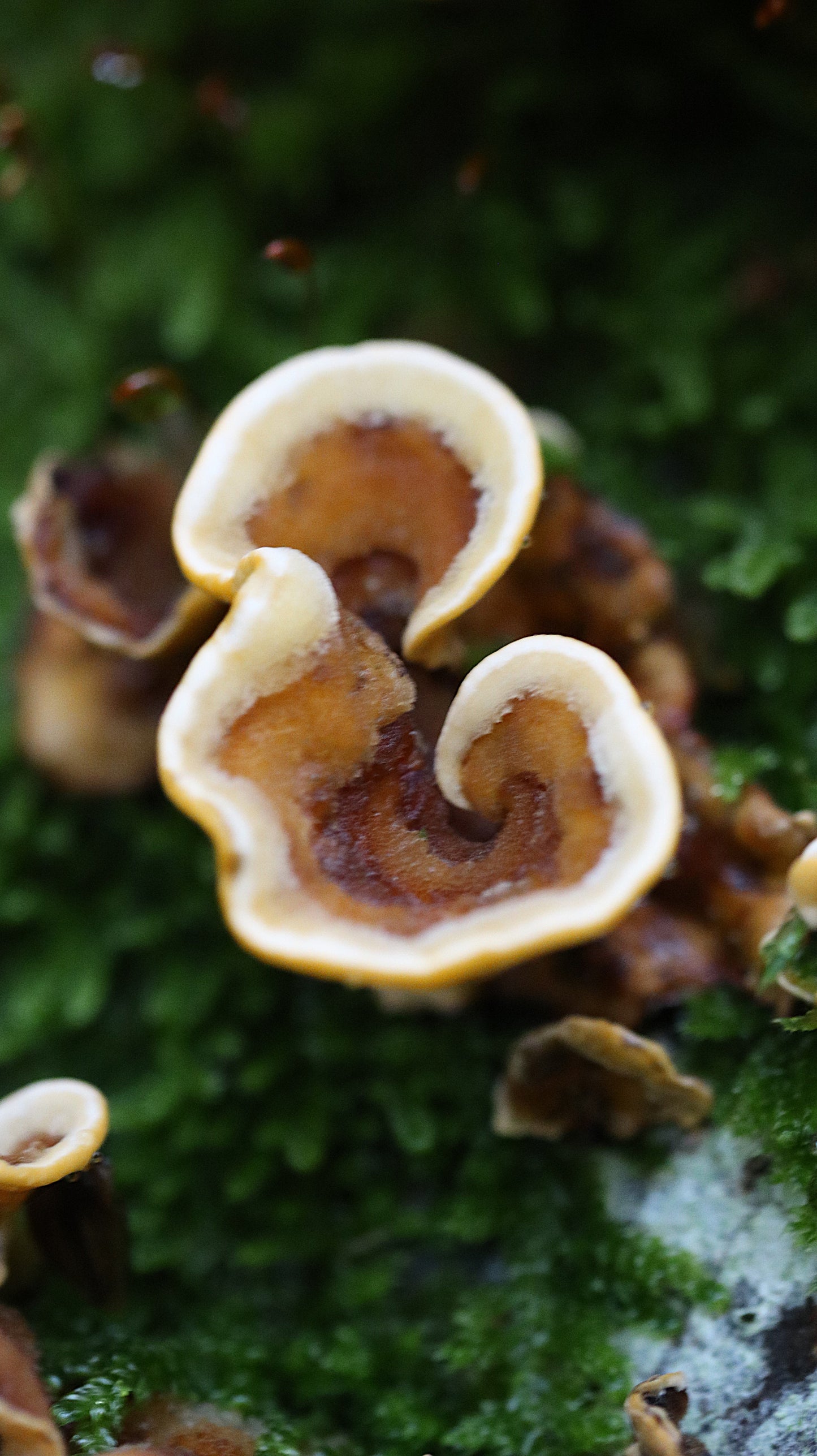 Photo collection - autumn in the Lithuanian forest