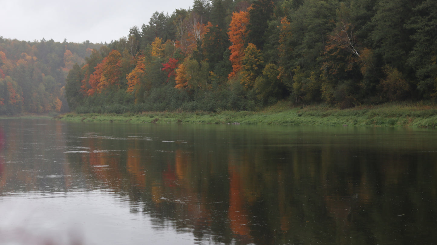 Photo collection - autumn in the Lithuanian forest
