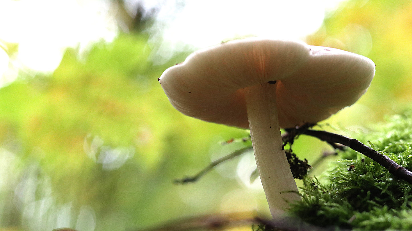 Photo collection - autumn in the Lithuanian forest
