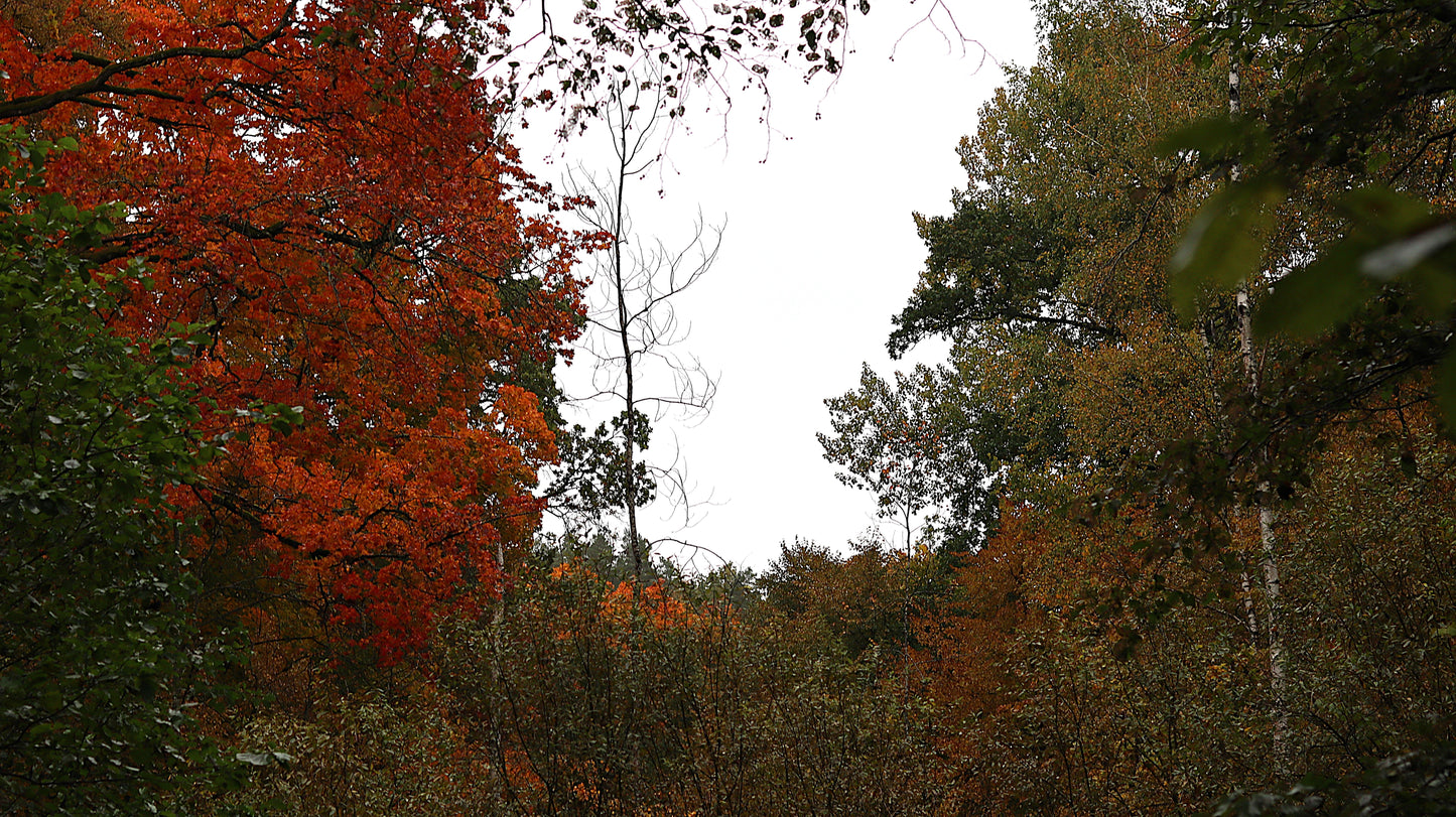 Photo collection - autumn in the Lithuanian forest