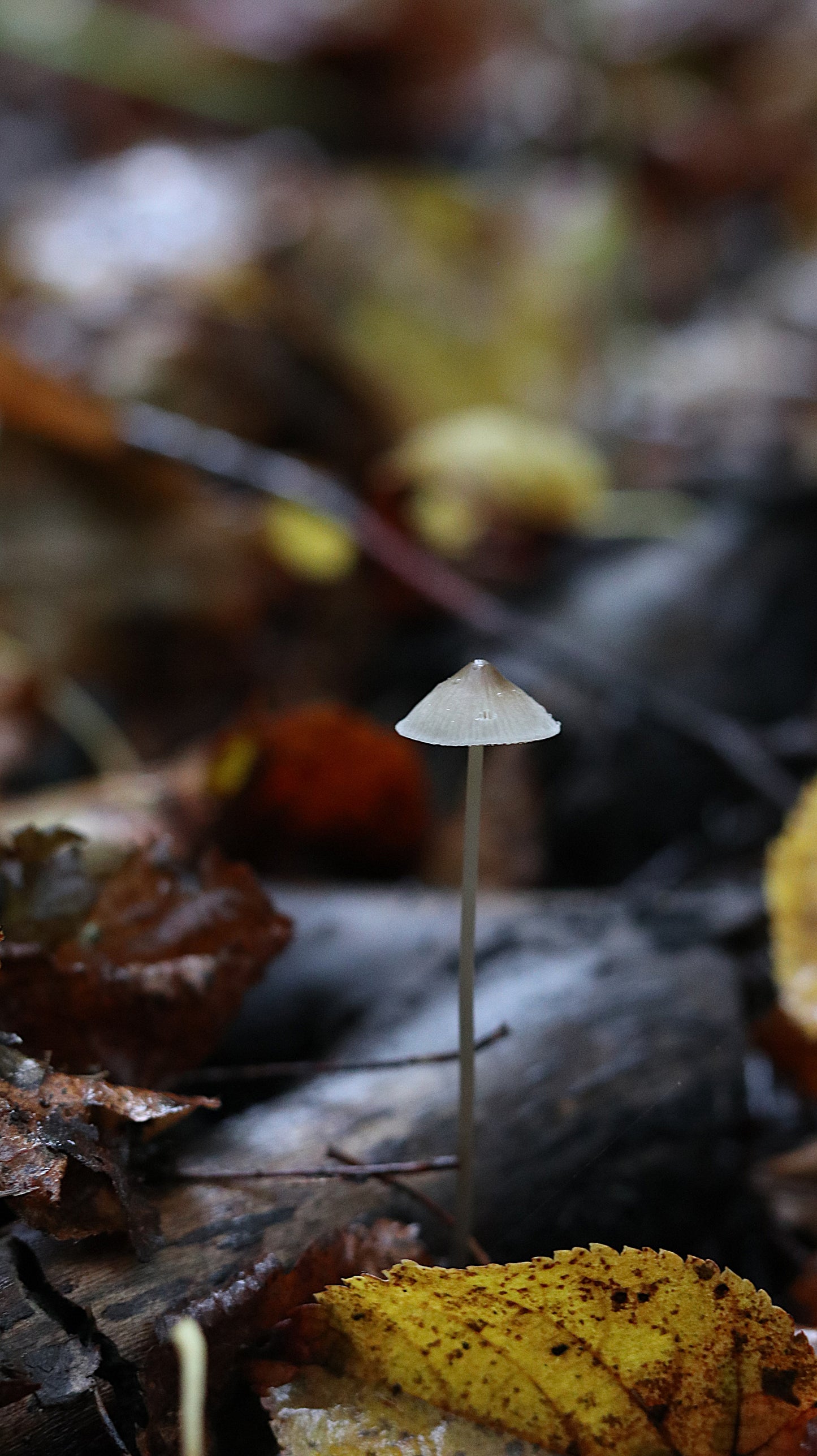 Photo collection - autumn in the Lithuanian forest