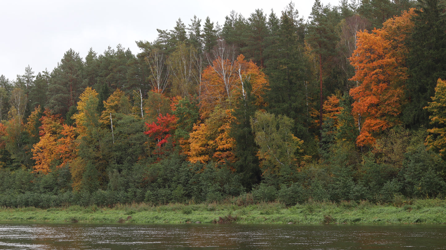 Photo collection - autumn in the Lithuanian forest