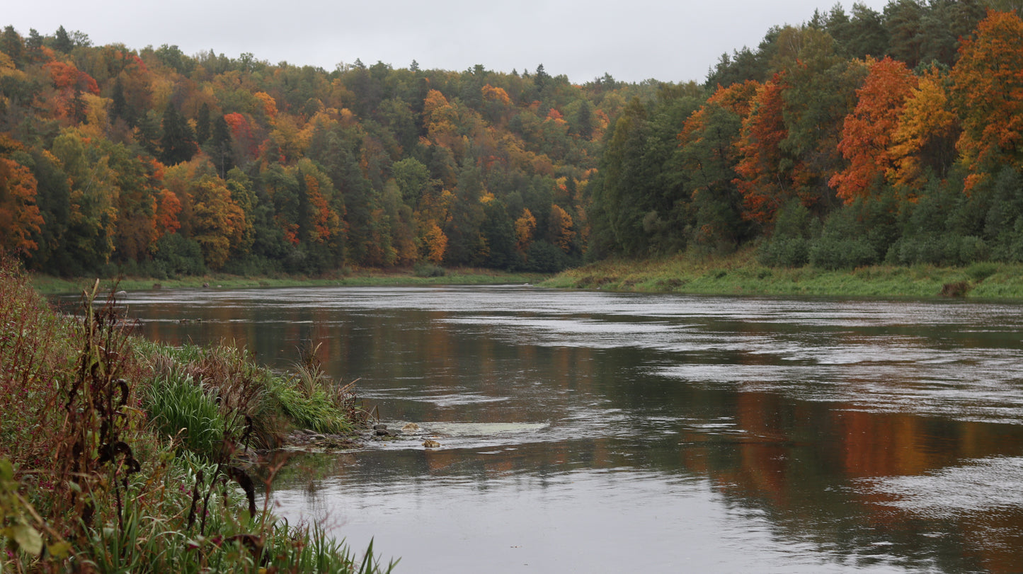Photo collection - autumn in the Lithuanian forest