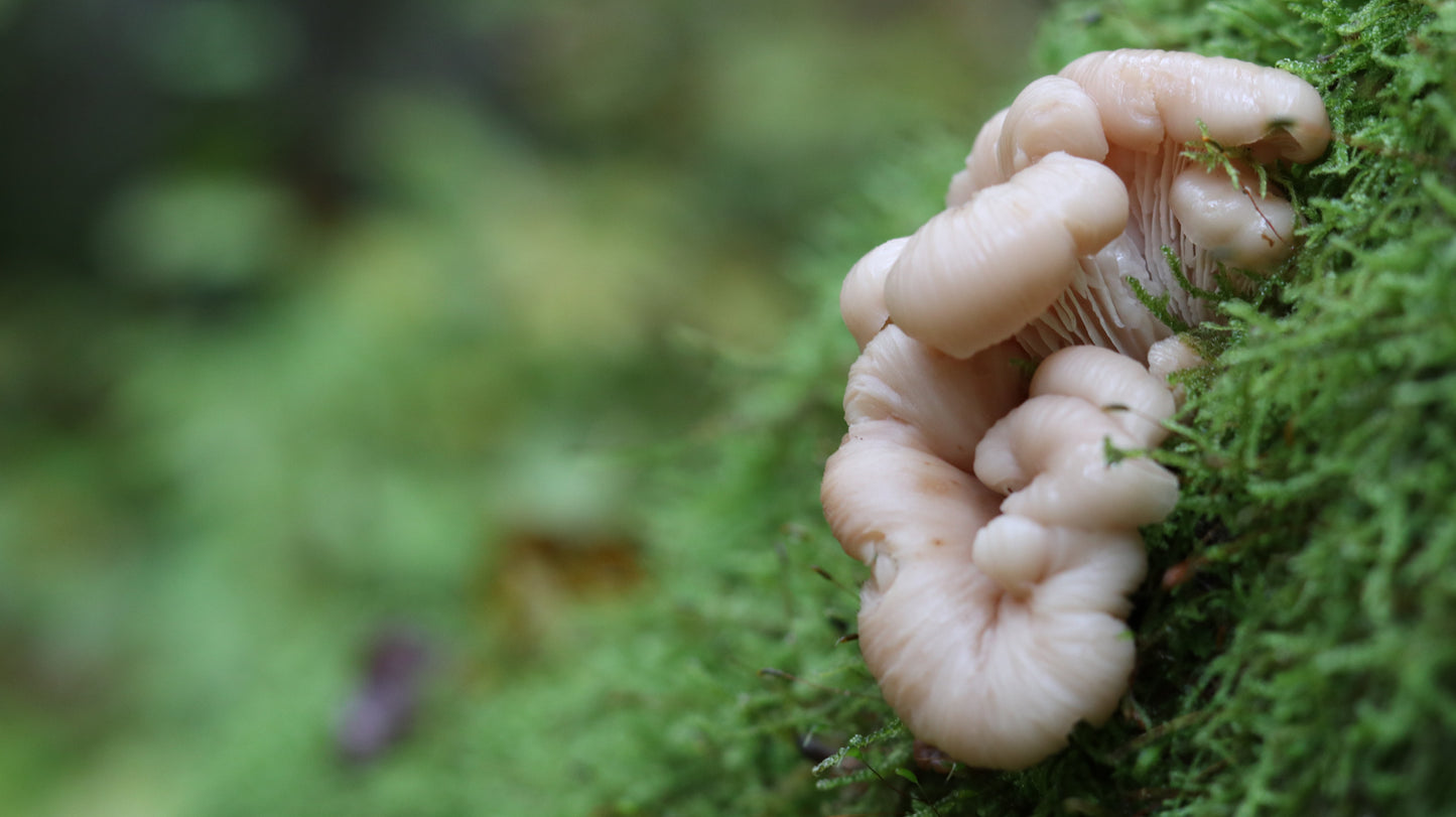 Photo collection - autumn in the Lithuanian forest