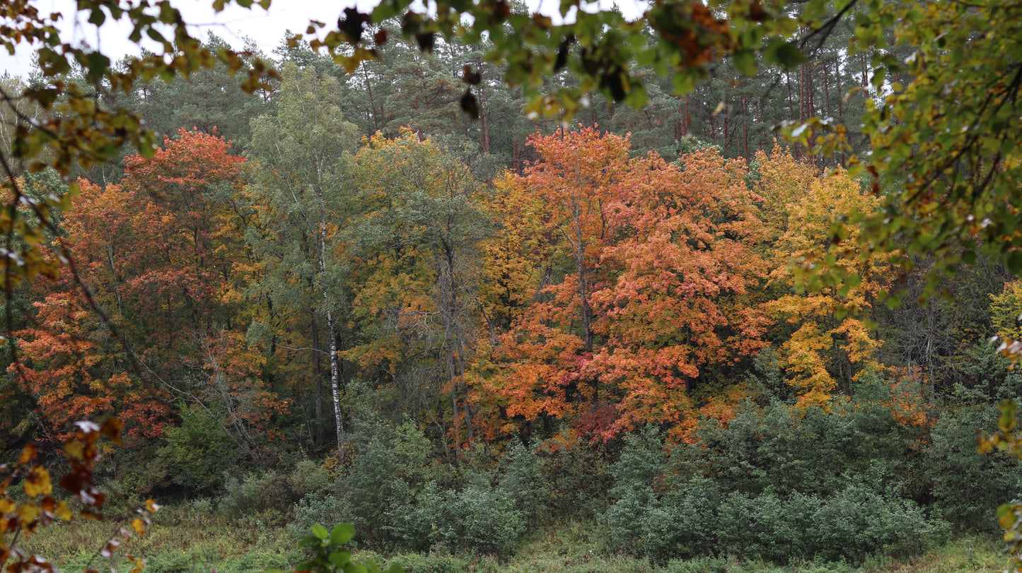 Photo collection - autumn in the Lithuanian forest