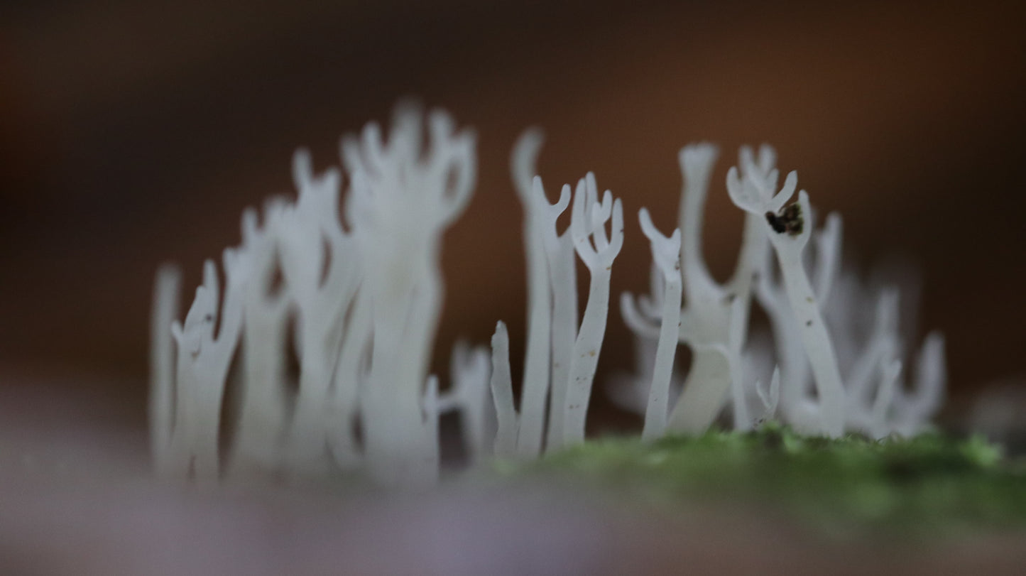 Photo collection - autumn in the Lithuanian forest