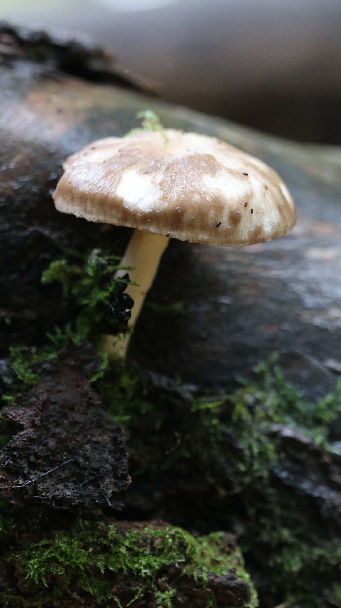 Photo collection - autumn in the Lithuanian forest