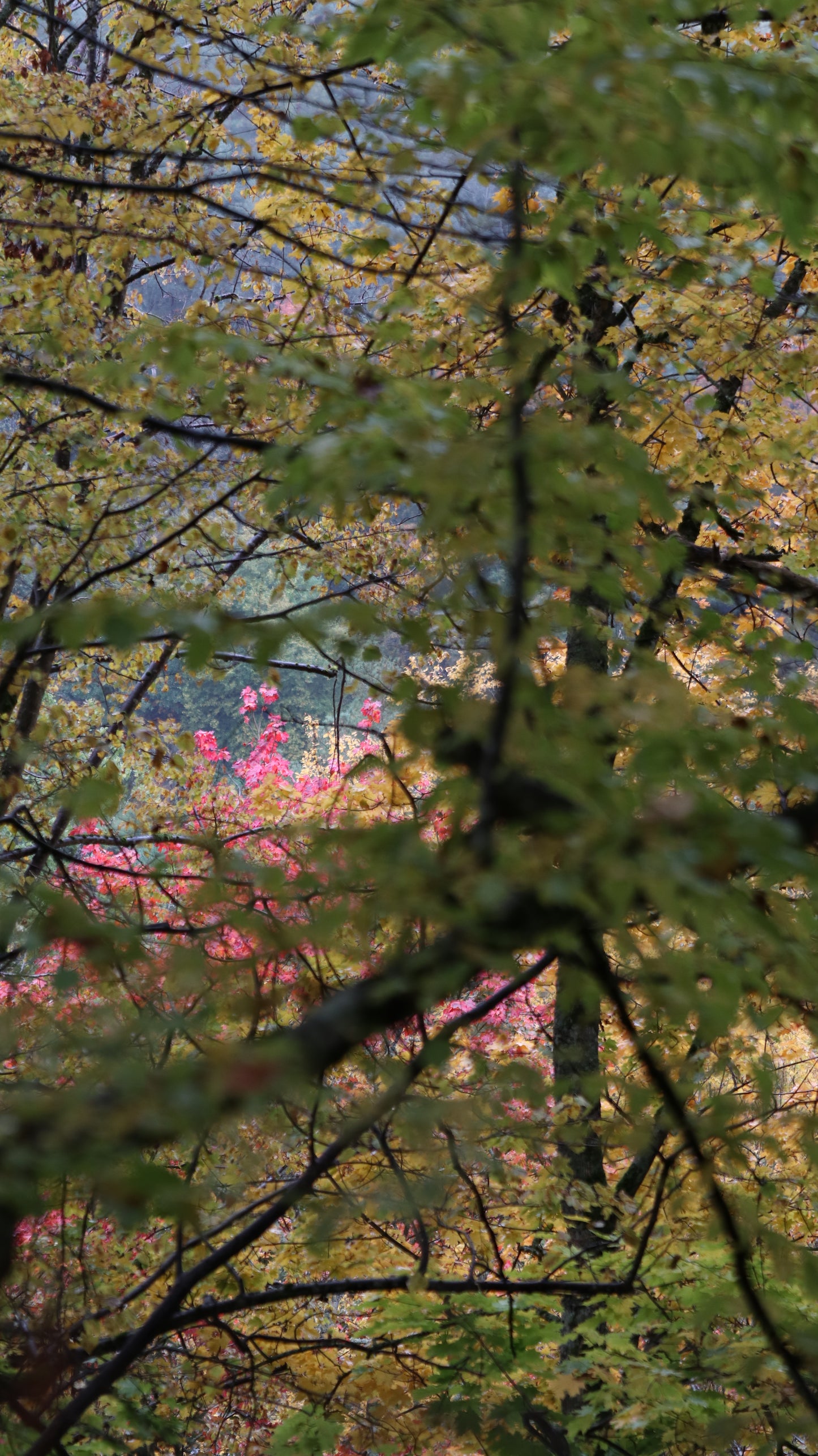Photo collection - autumn in the Lithuanian forest