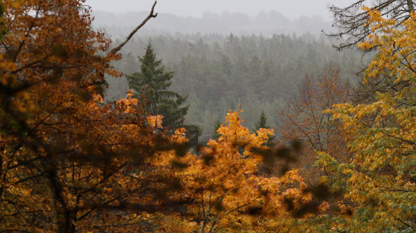 Photo collection - autumn in the Lithuanian forest